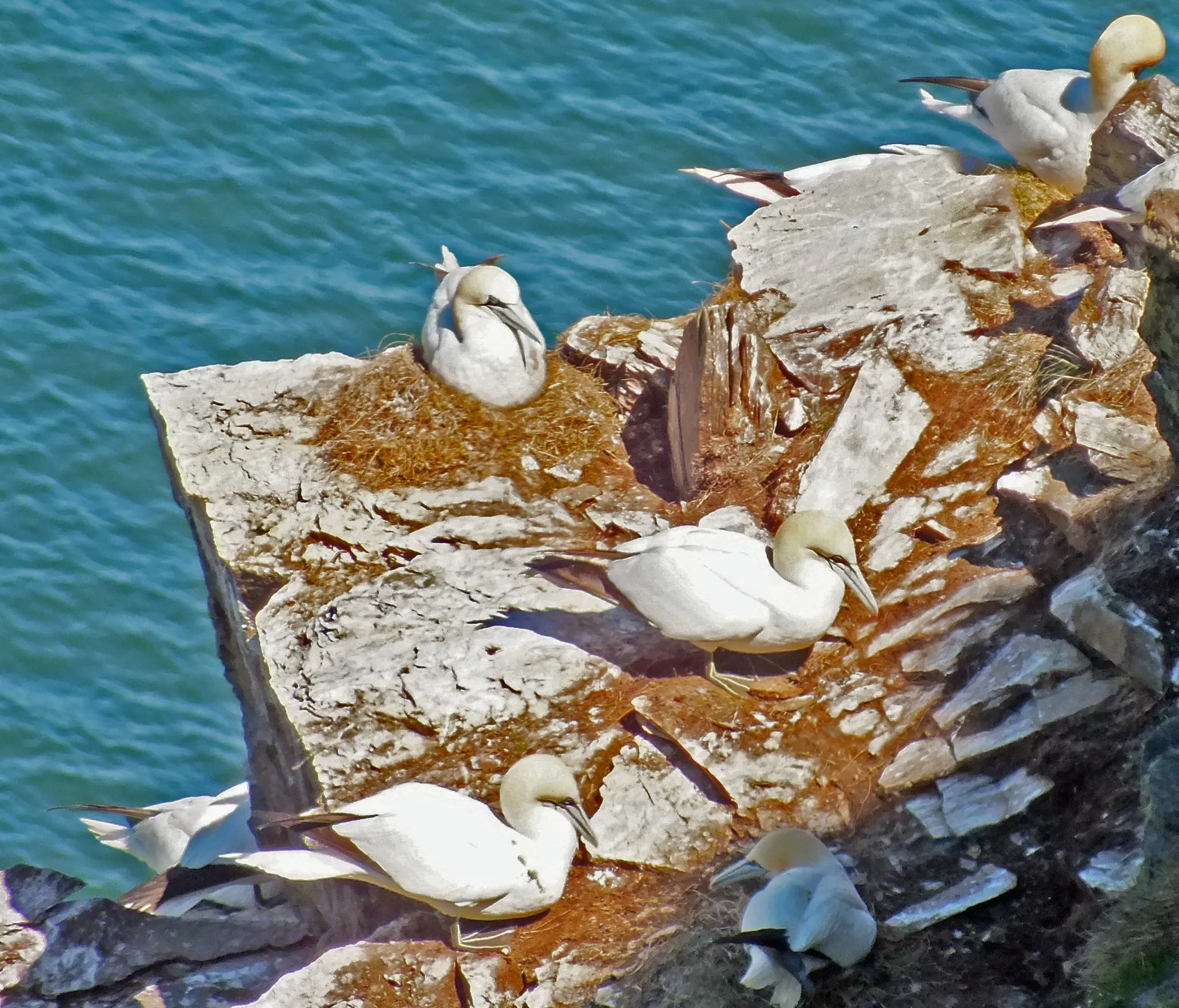 Birds from Above