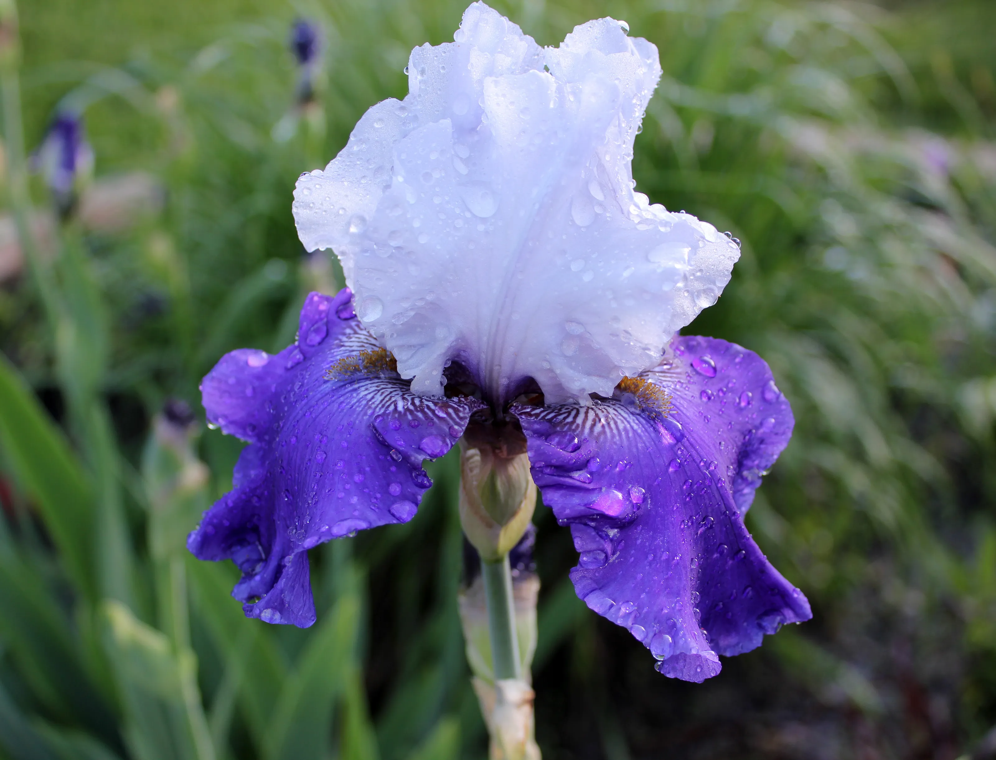 Iris Flowers In Colour