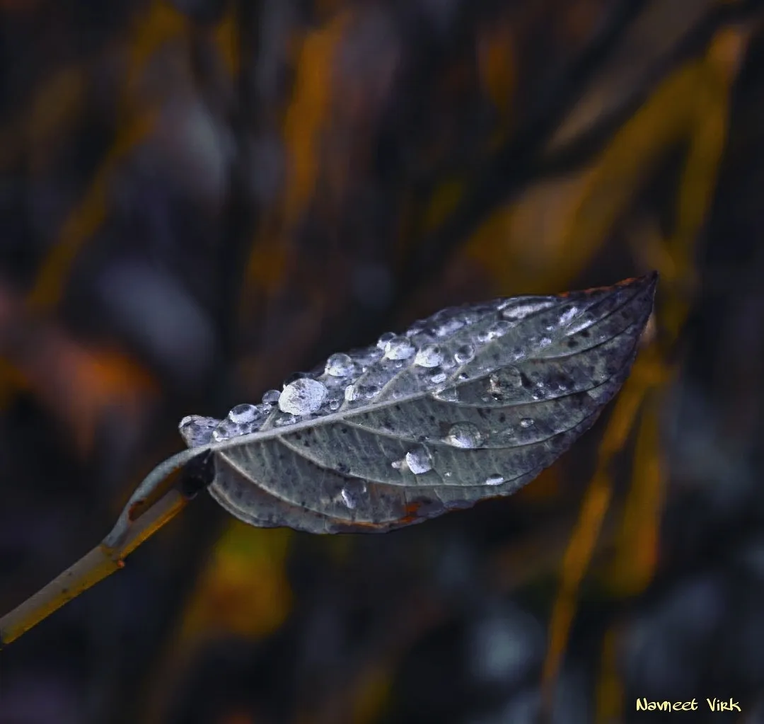 A Single Leaf