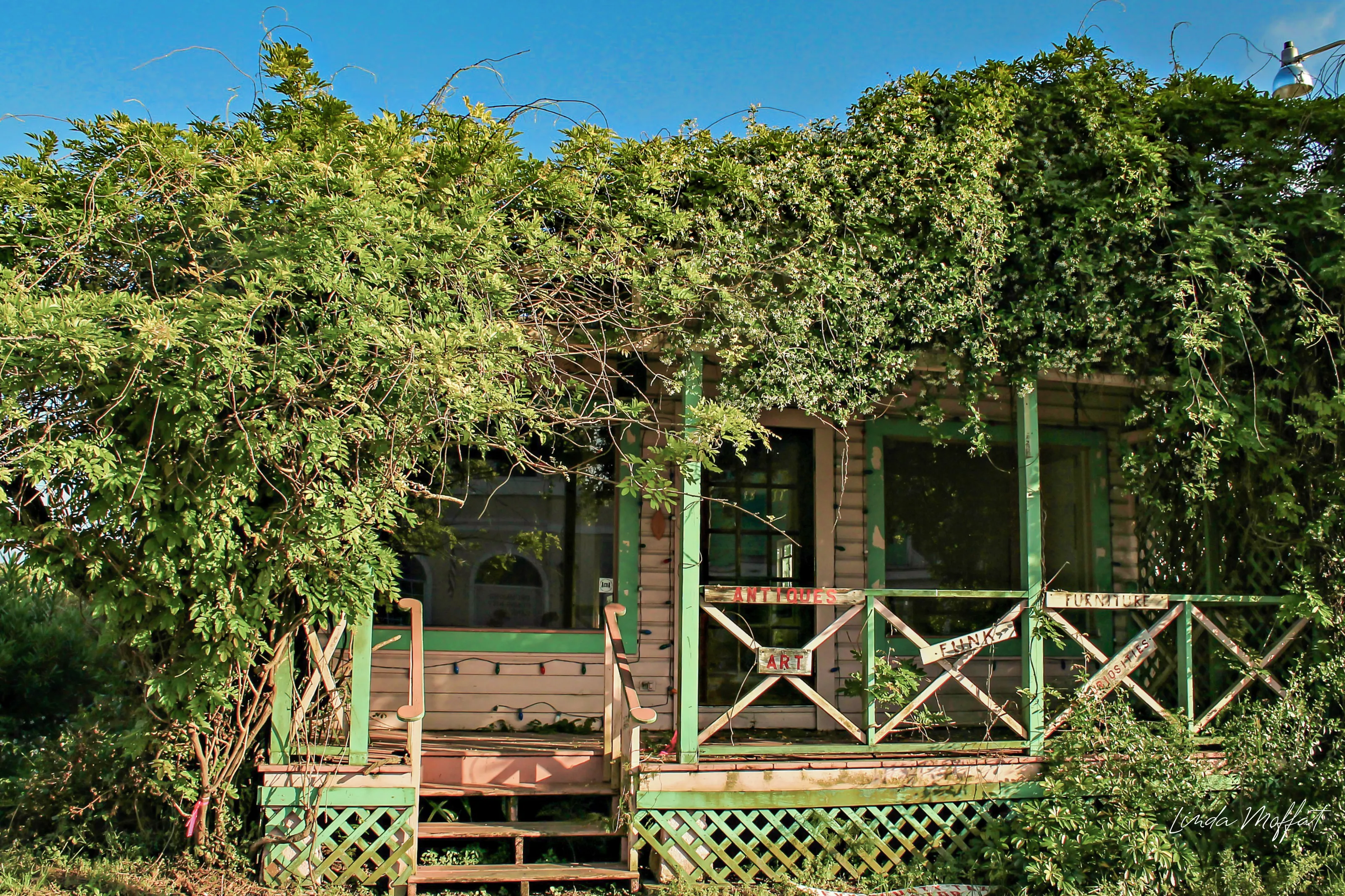 Vine-Covered Houses