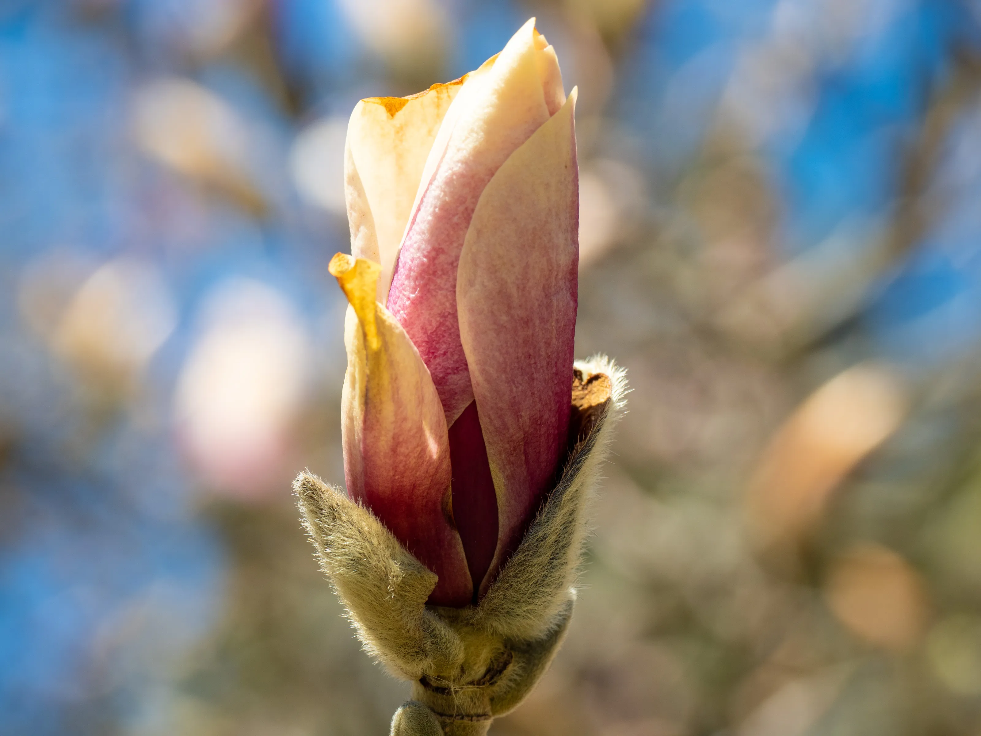 The Season of Spring (in colour)