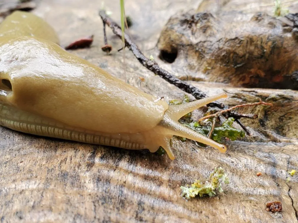 Slugs and Snails