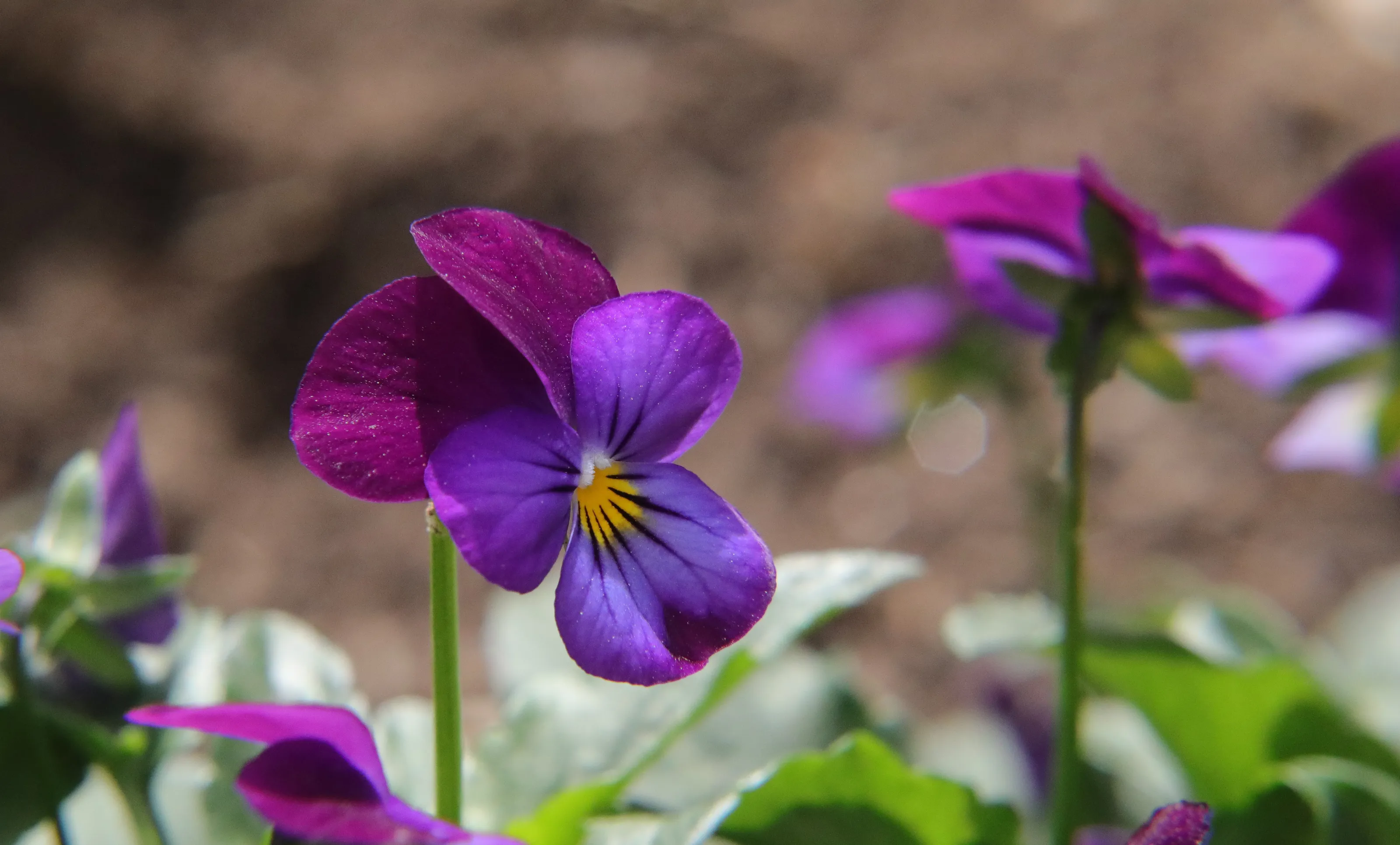 Purple Flowers