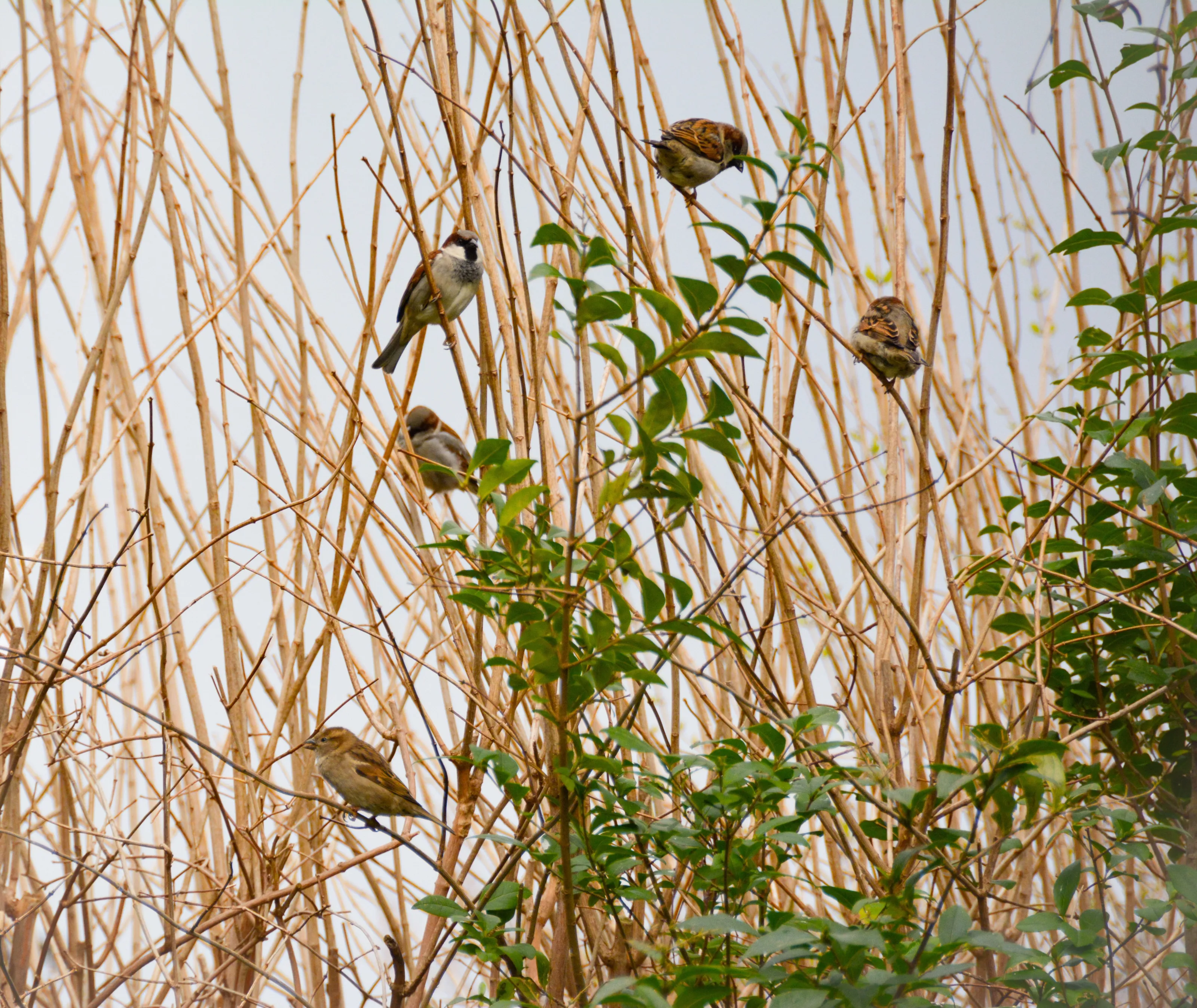 Plain Birds (no bright colours, no waterbirds)
