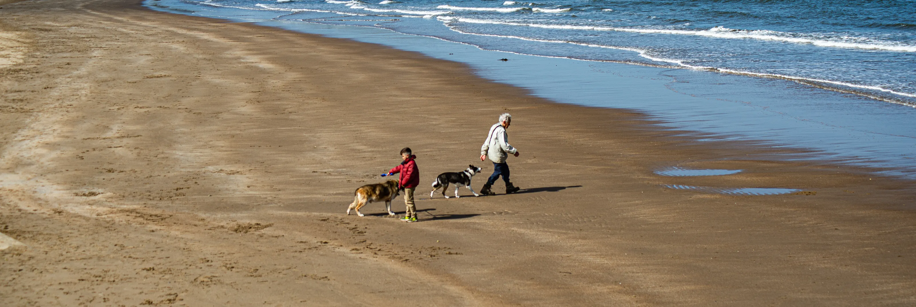 Dogs and Their Owners