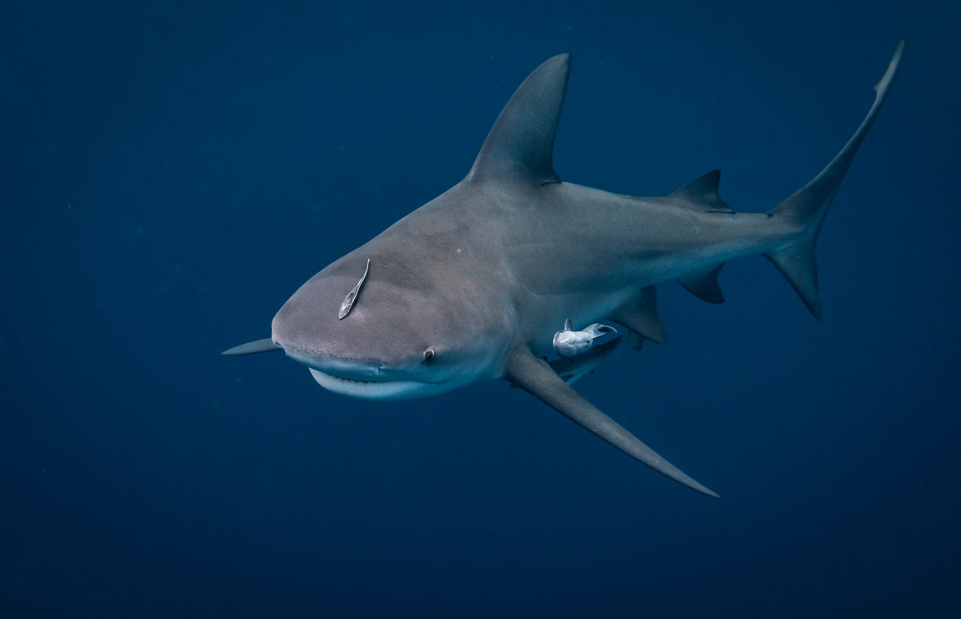 Sharks