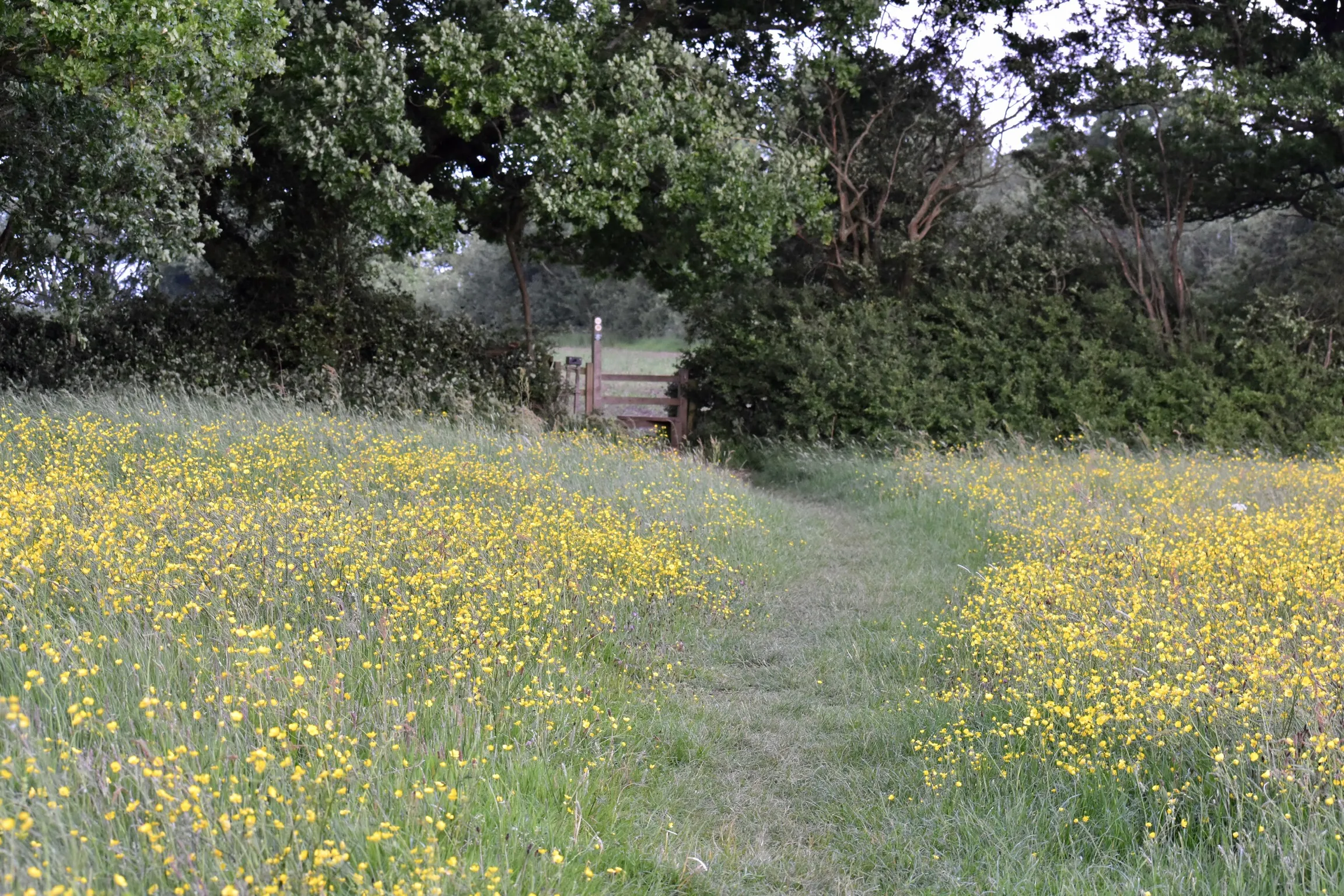 Countryside Pathways and Footpaths (in colour)