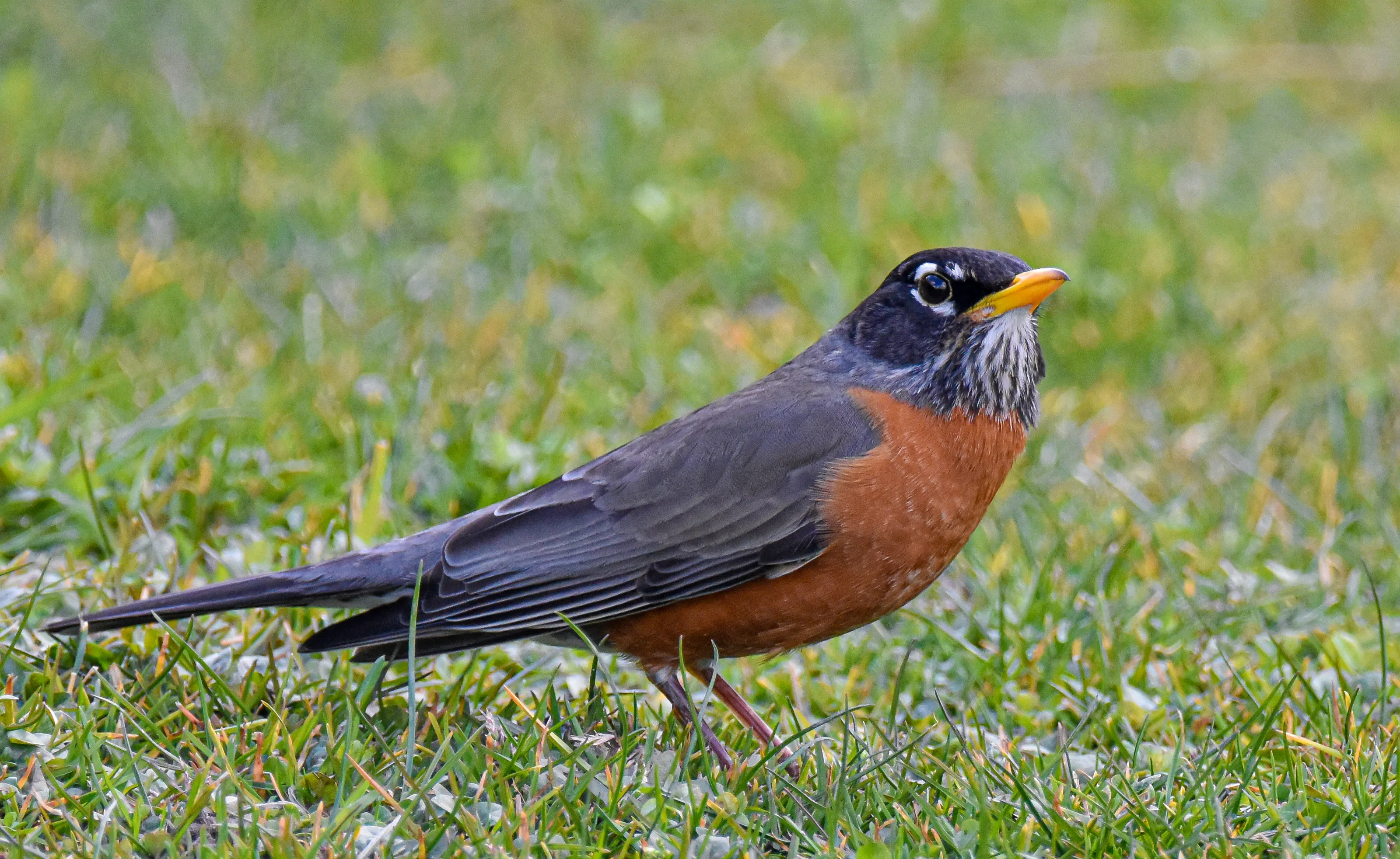 American Robins