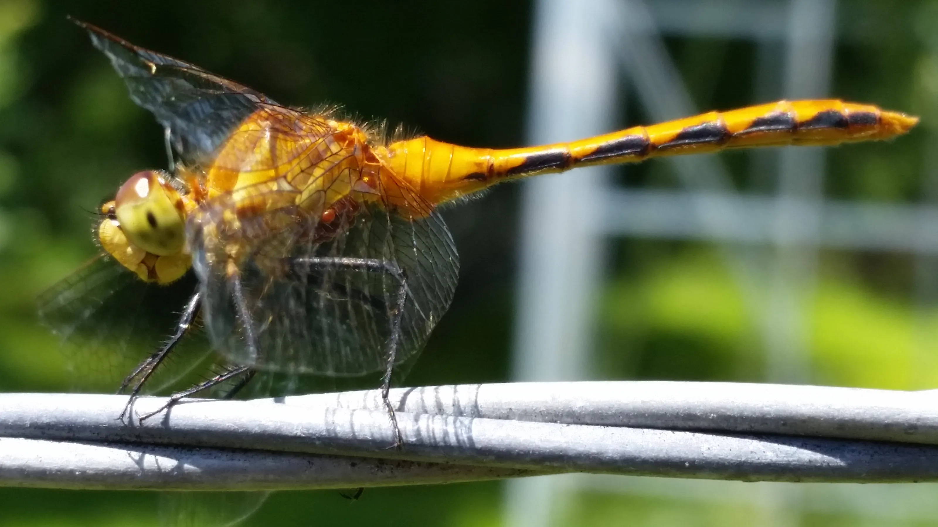 Dragonflies