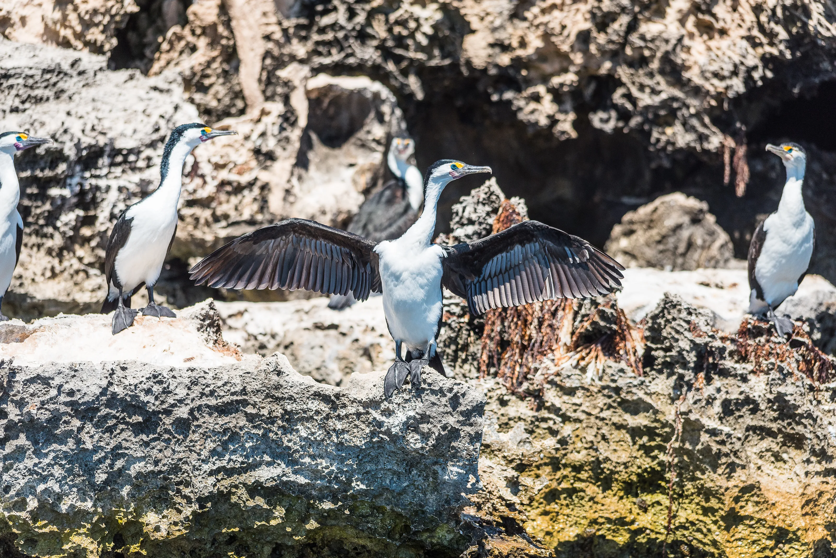 Cormorants and Shags