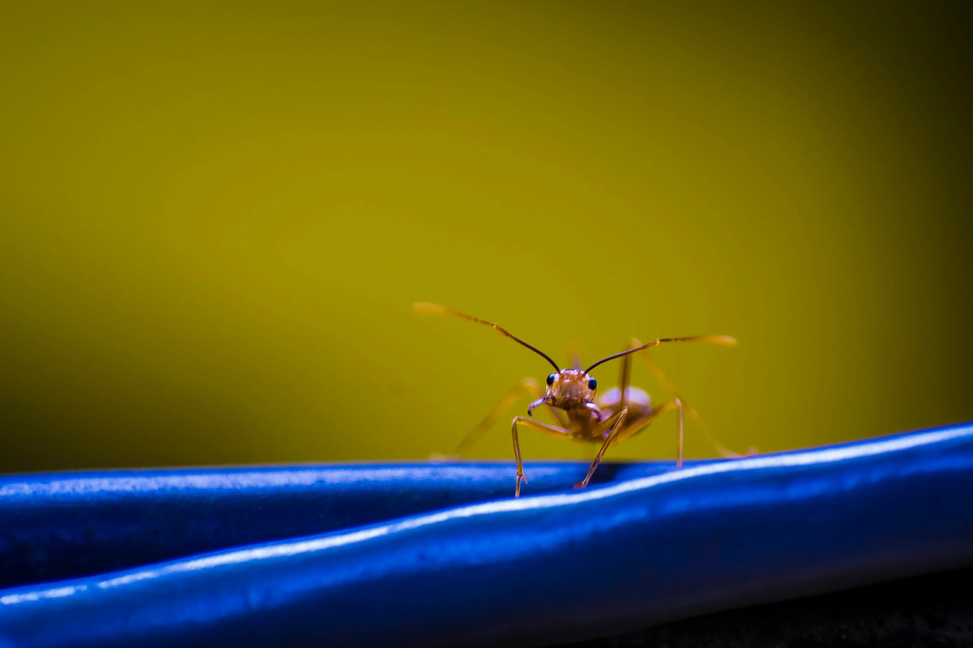 Bugs
