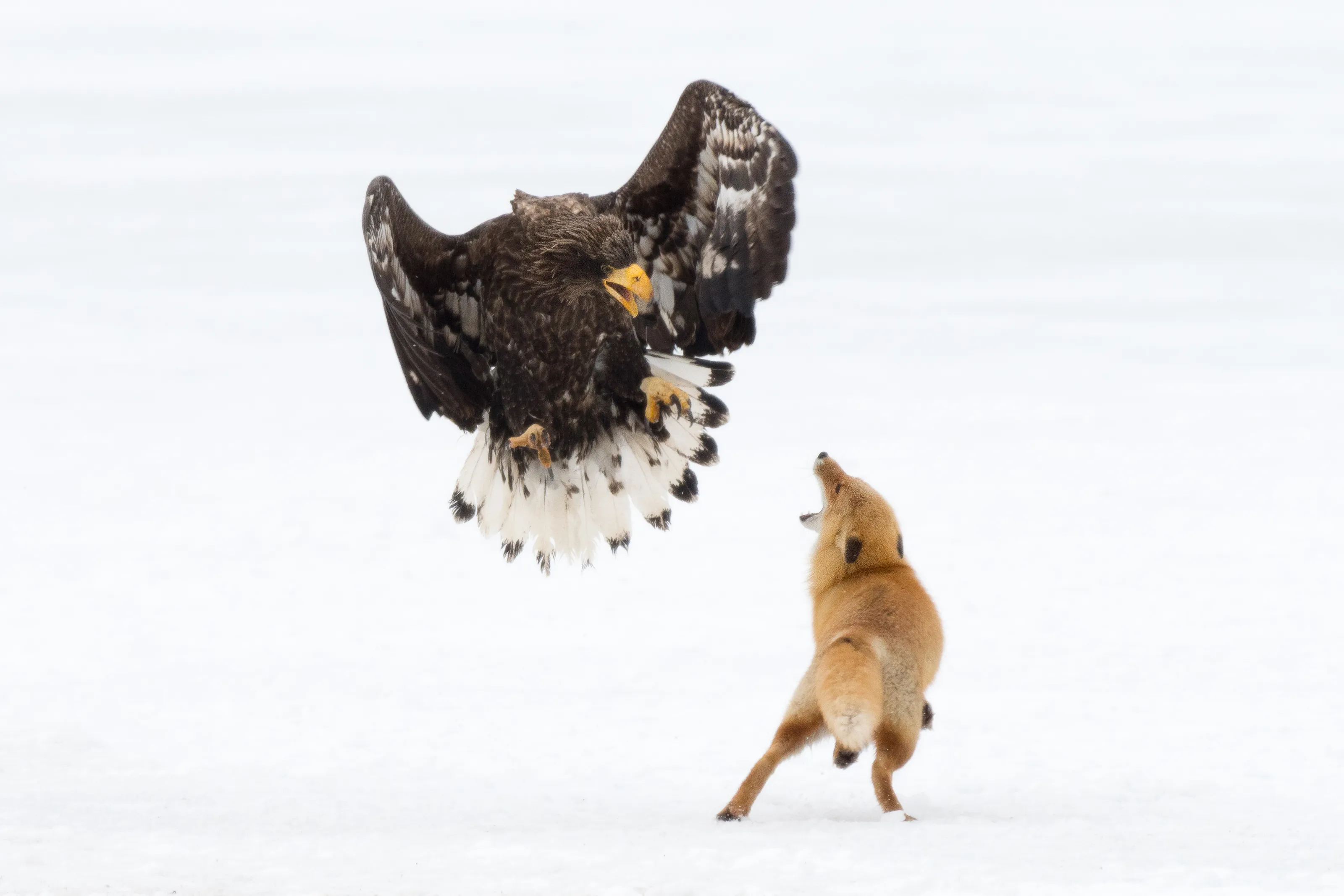 Animal Interactions