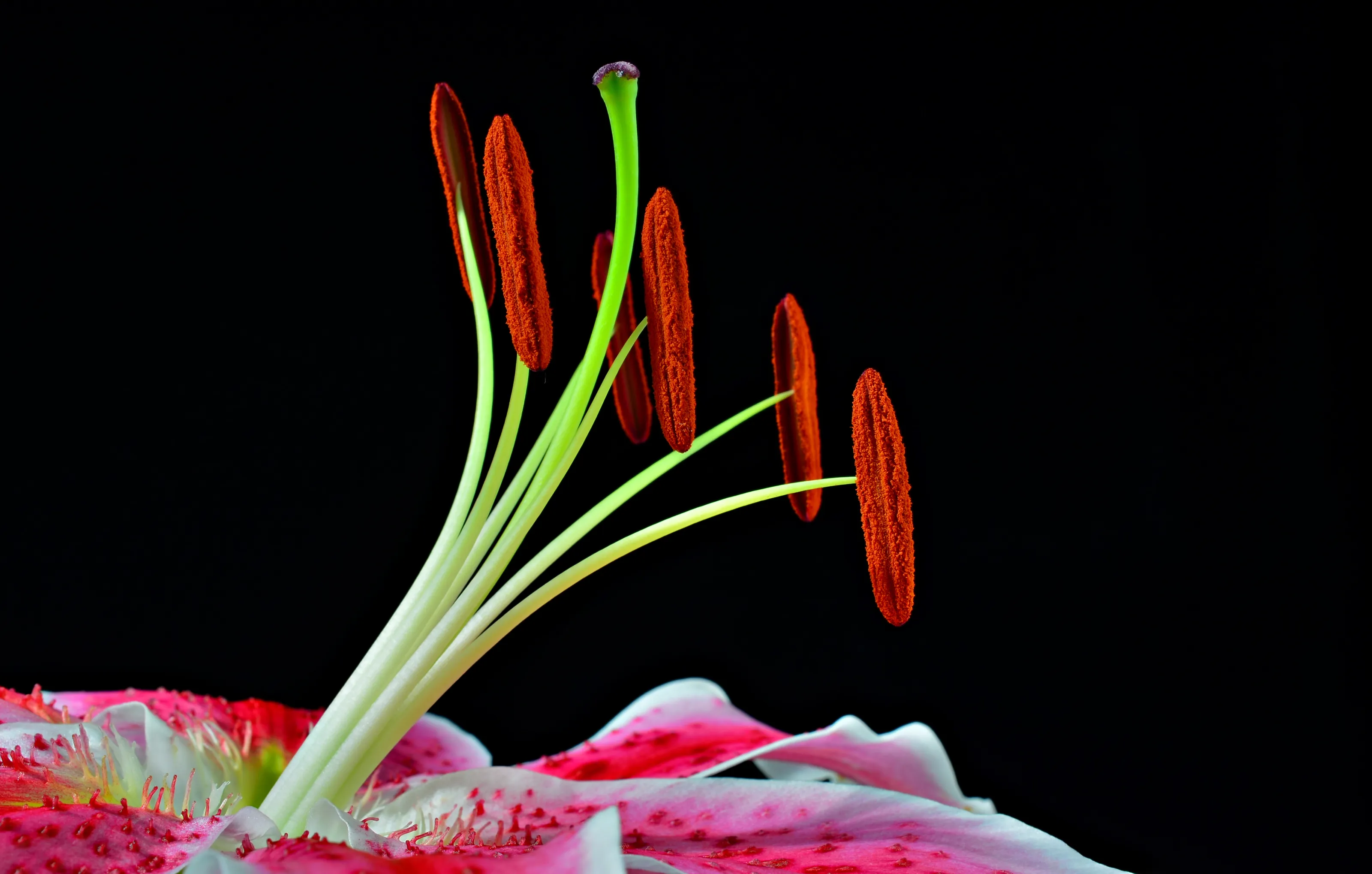 Flower Stamens