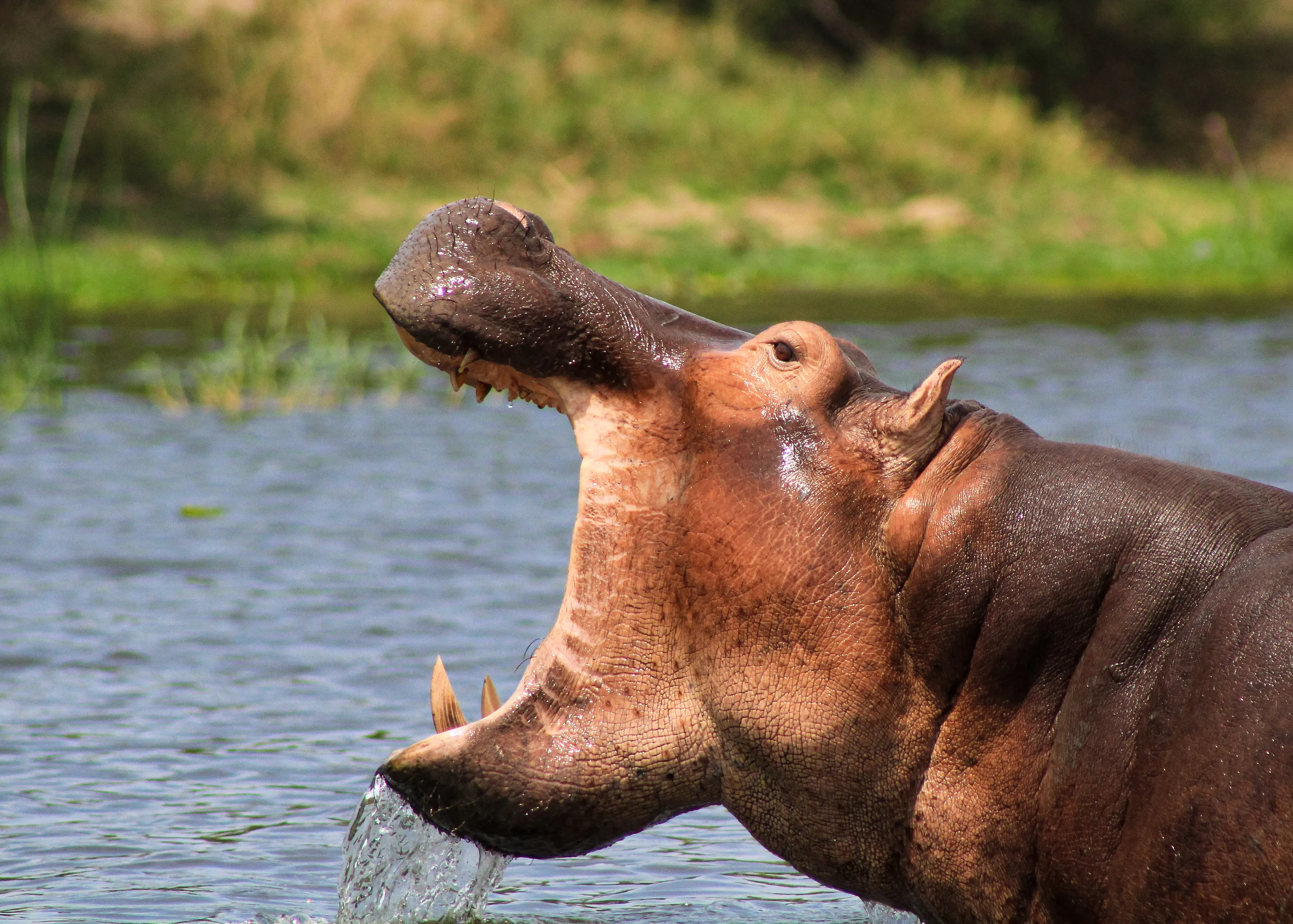 Hippopotamuses