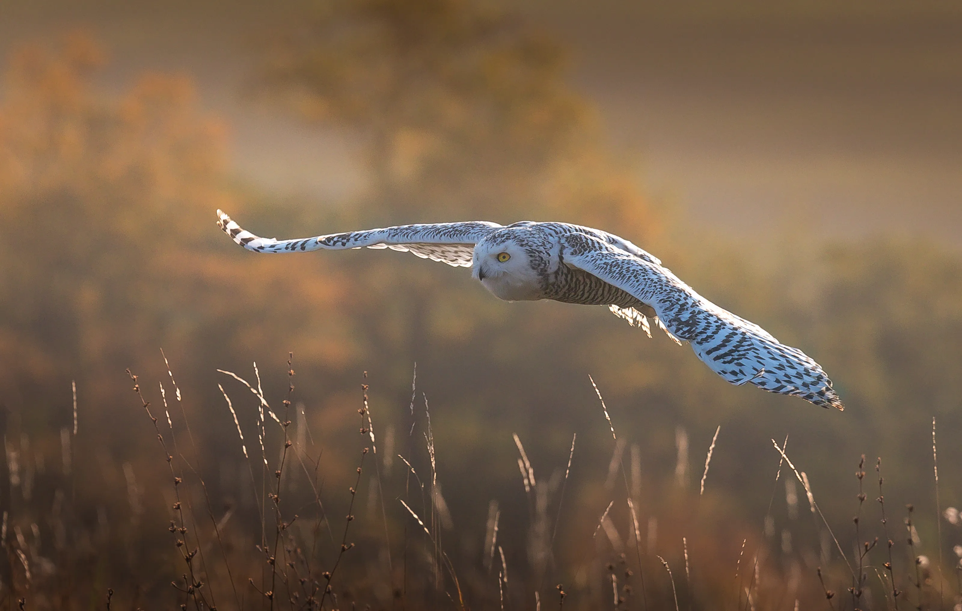 Birds of prey