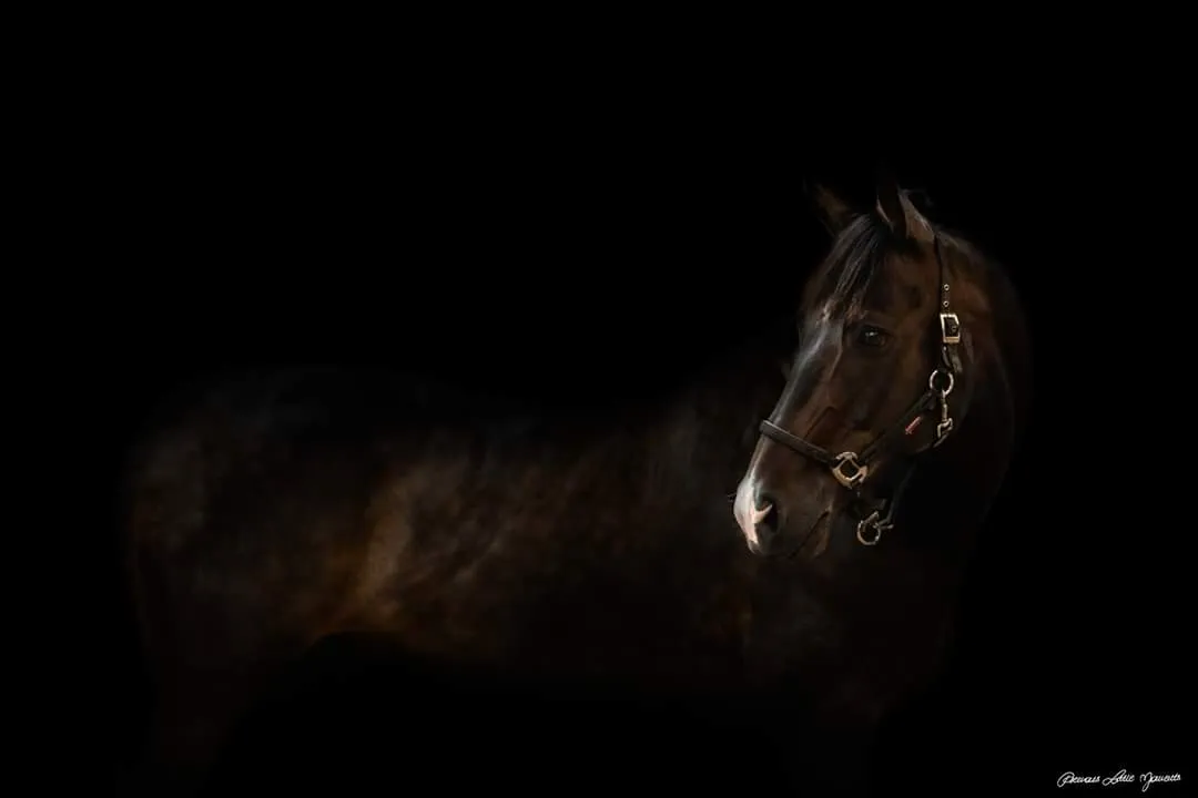 Portraits of Horses