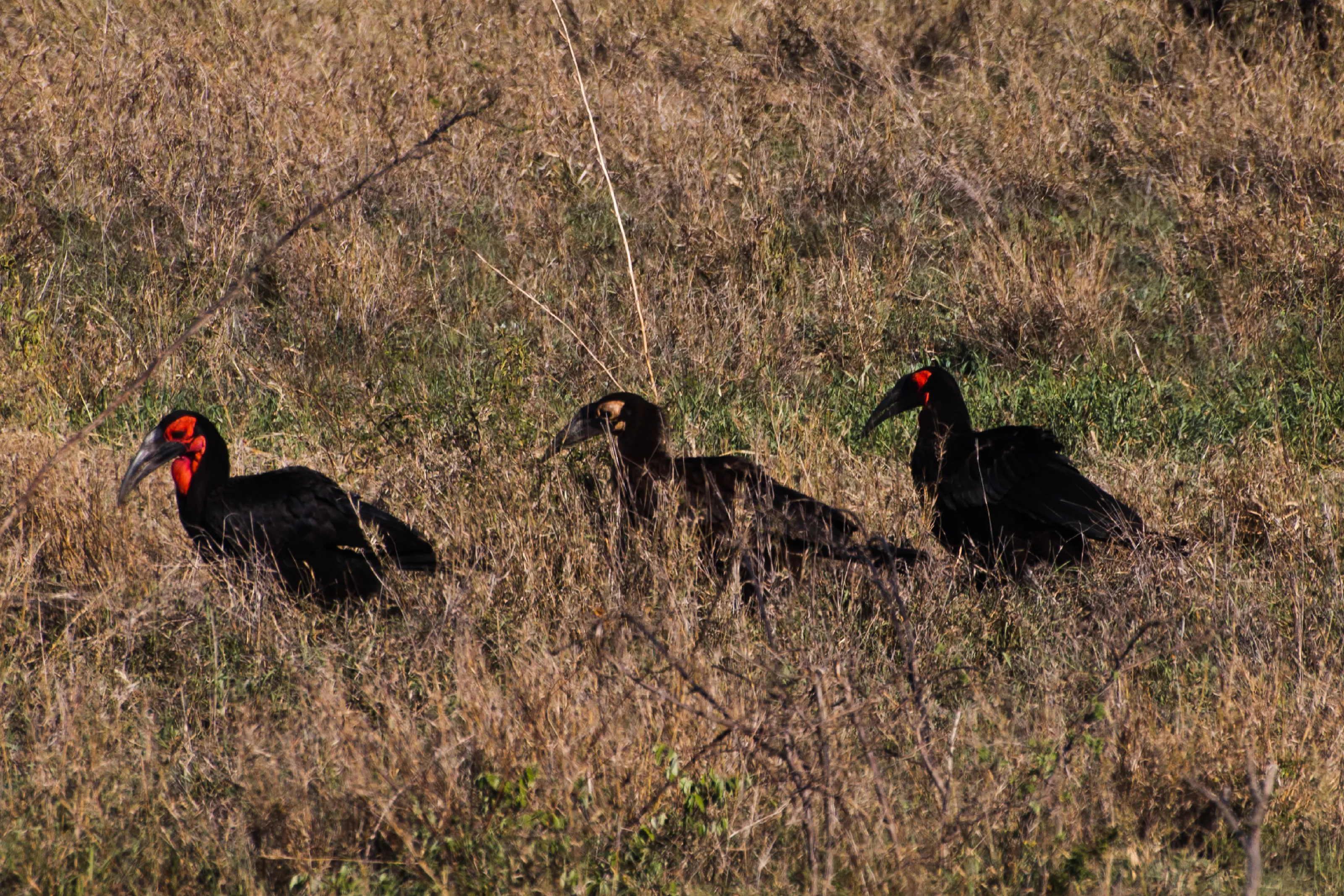 Hornbills