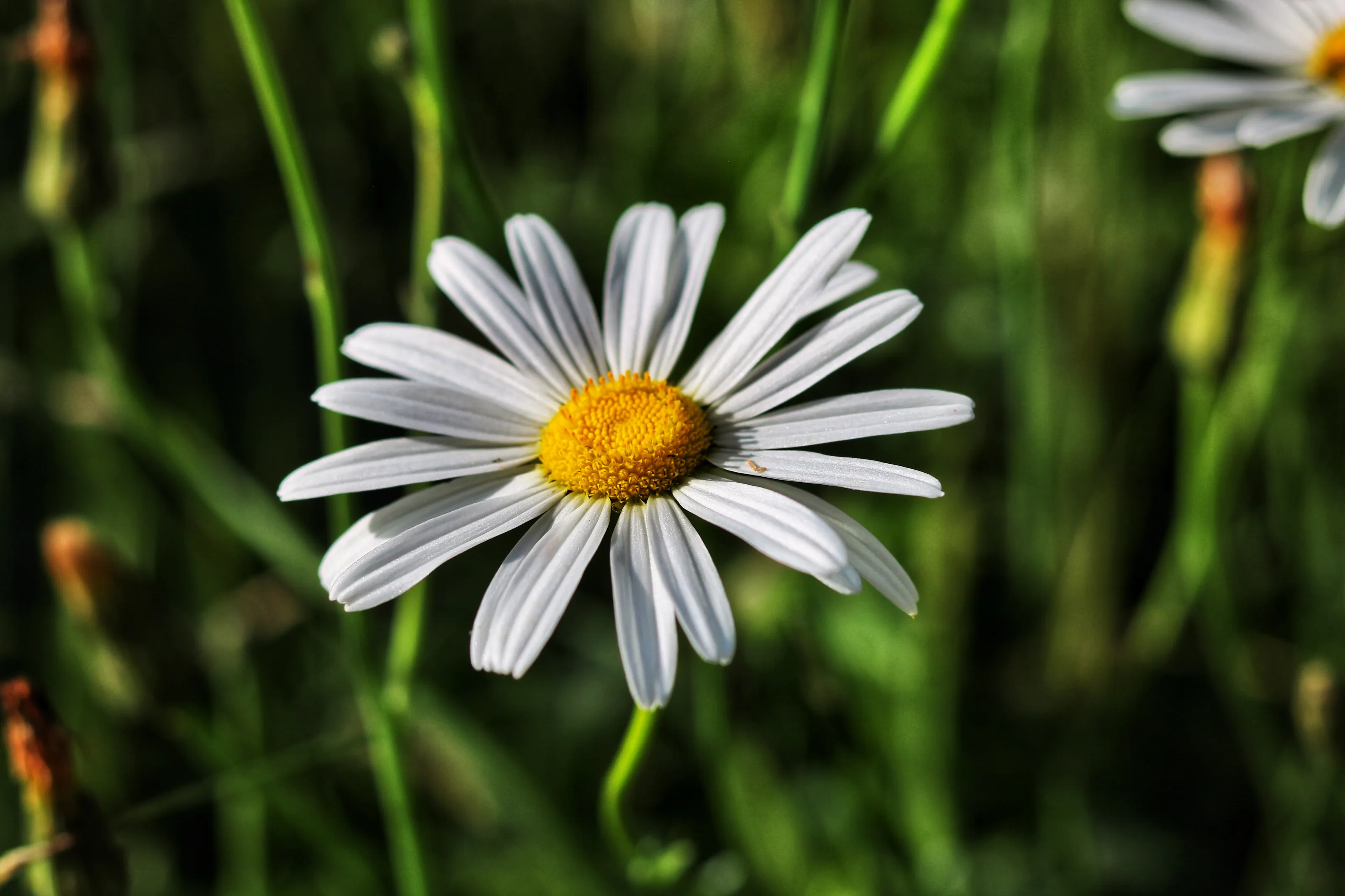 Daisies