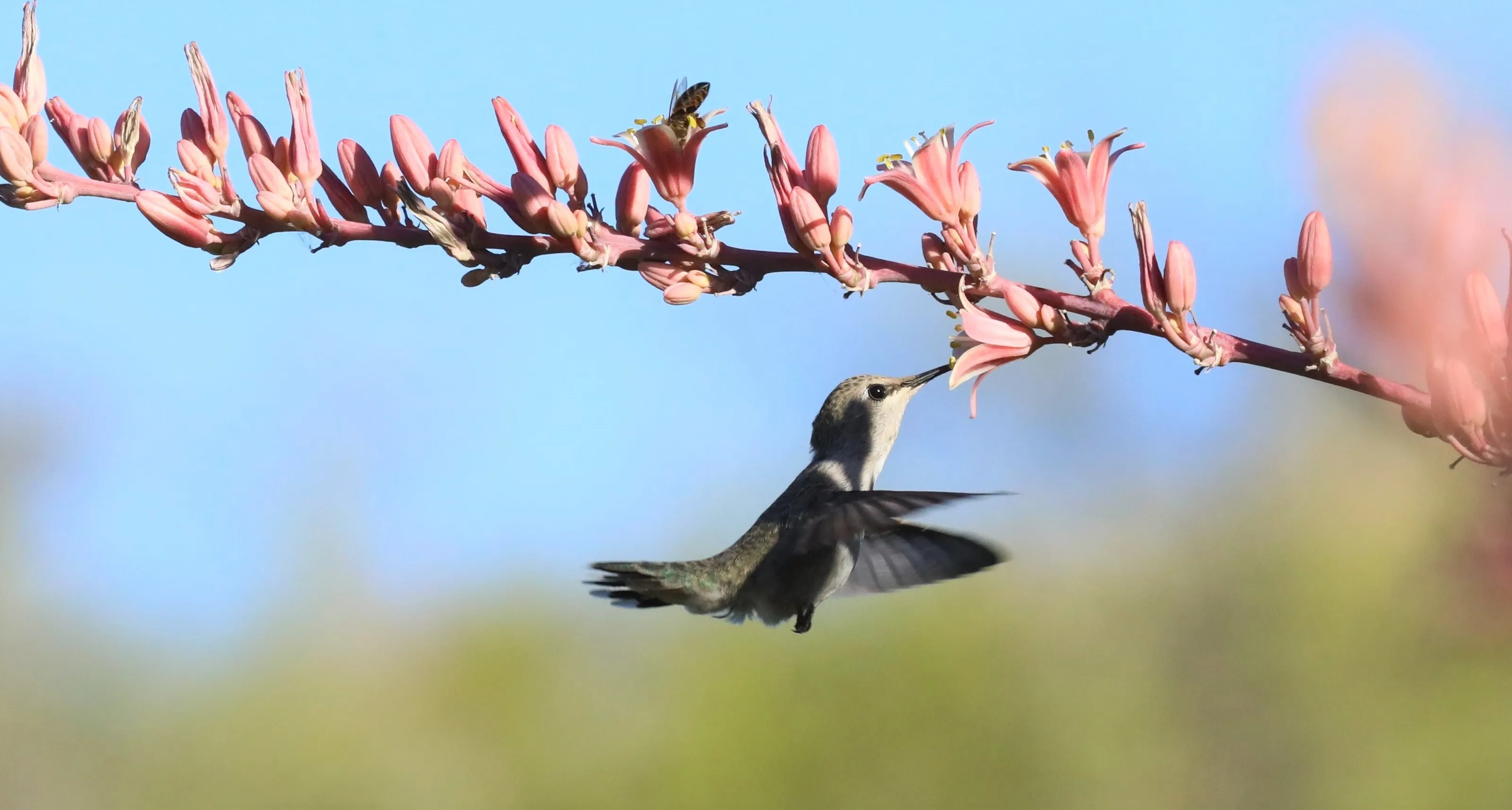 Hummingbirds and Flowers (in colour)