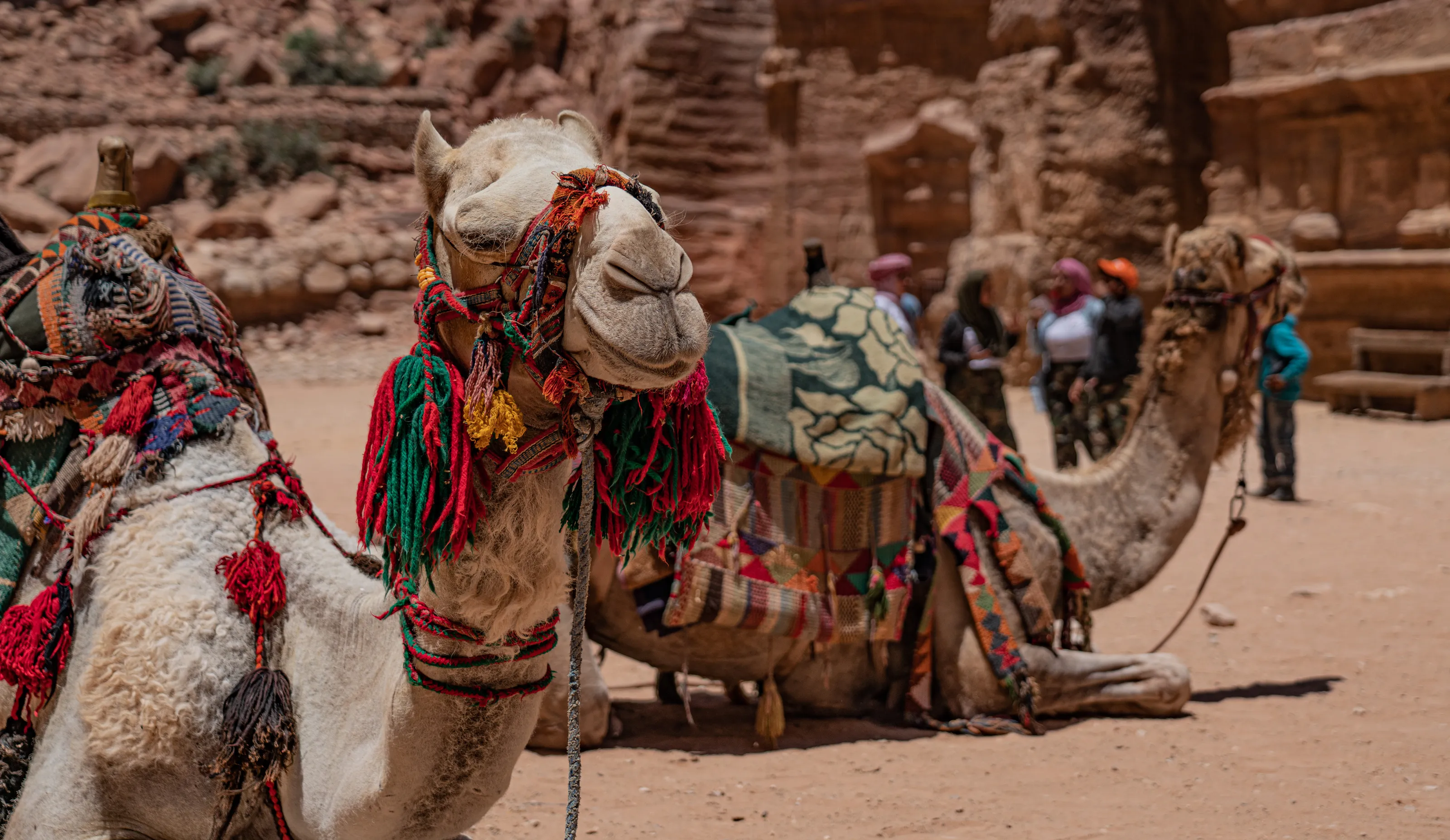 Camels