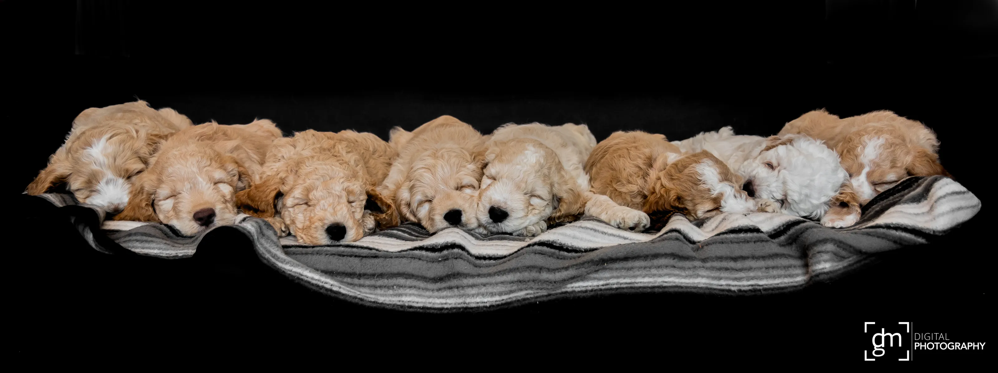 Sleeping Animals