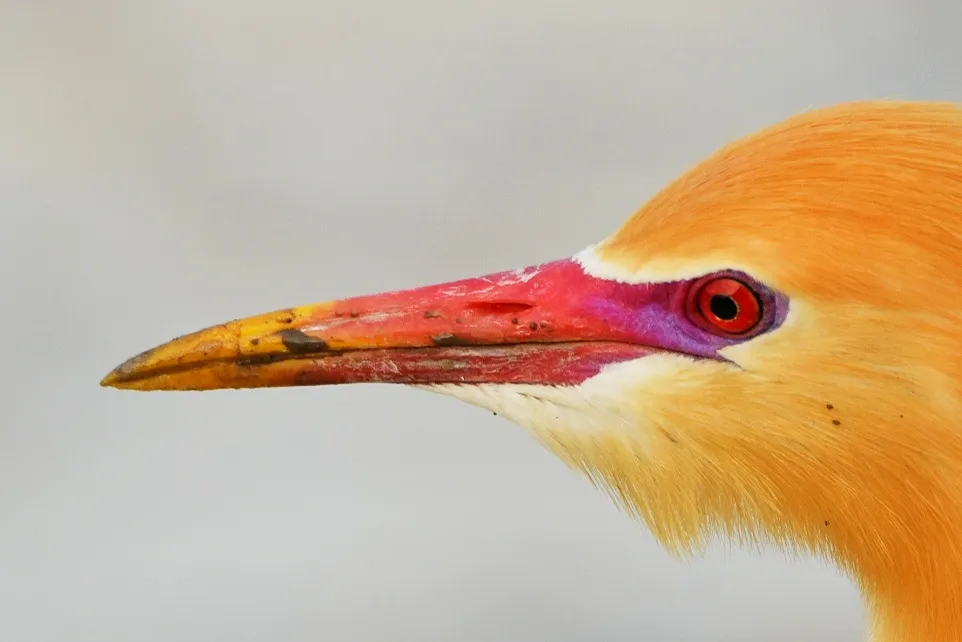 Colourful Beaks