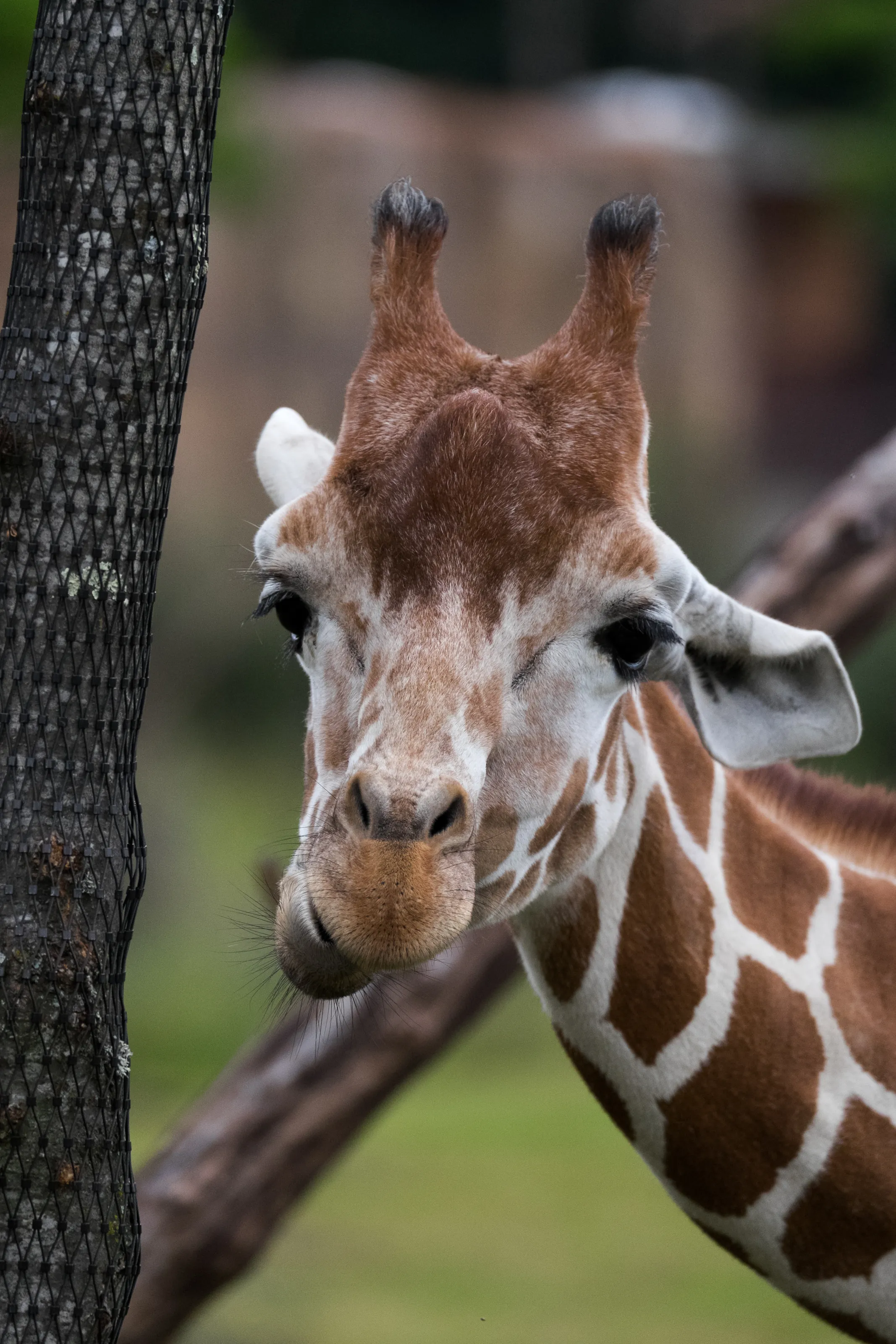 Zoo Animals
