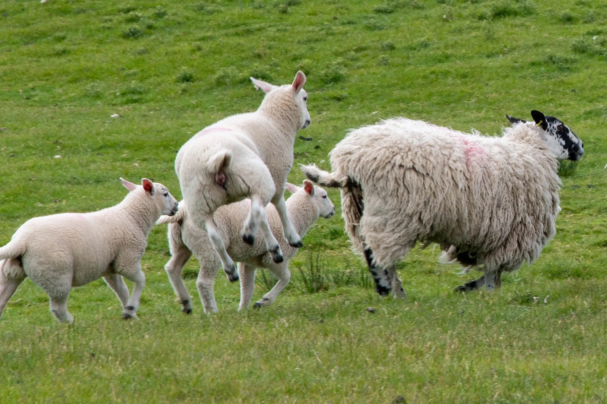Animals Jumping