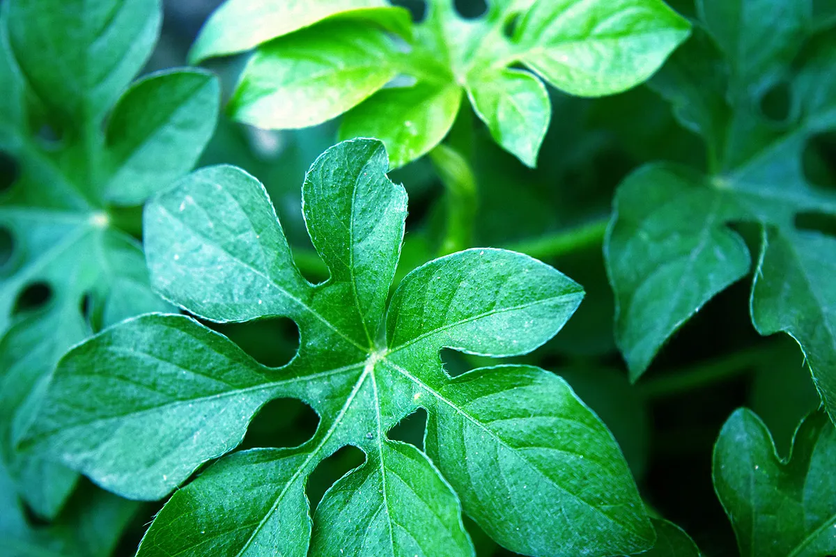 Leaves