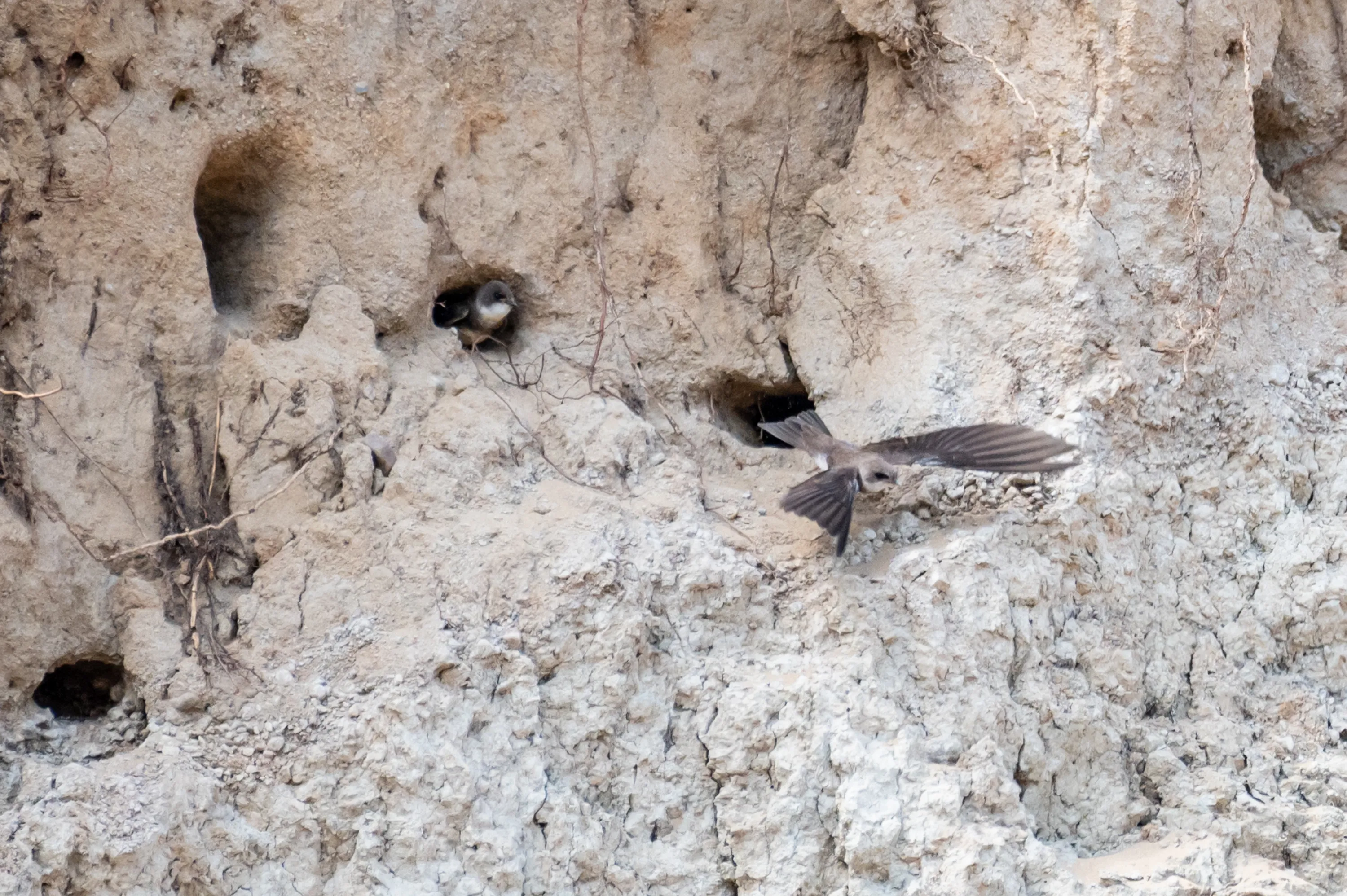 Bird Nests