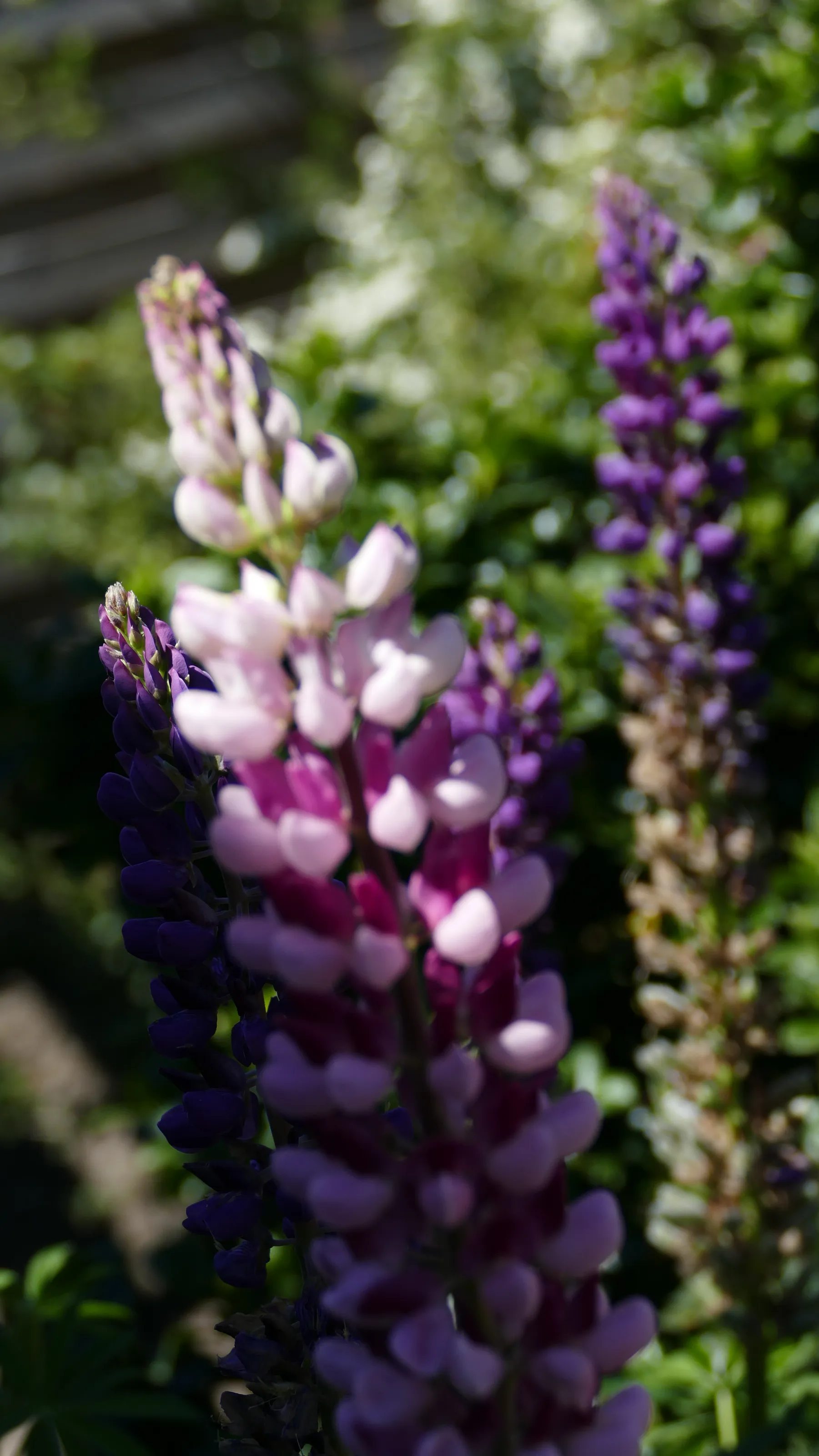 Lupins in Colour