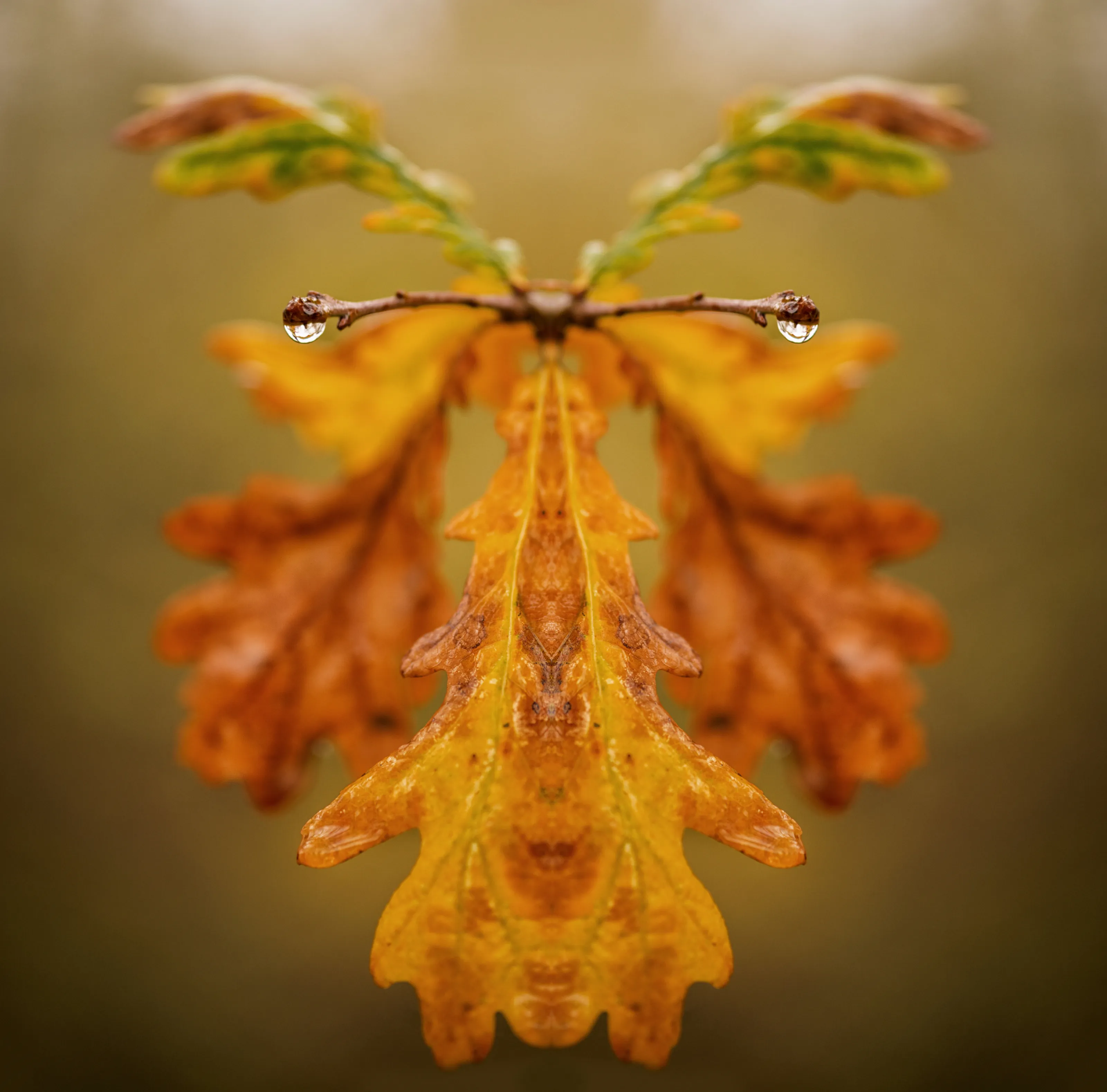 Mirrored Leaf Abstract Using Photo Editing