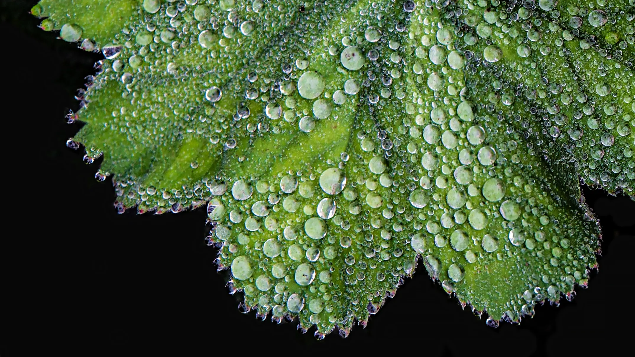 Water Droplets on Plant Life (in colour)