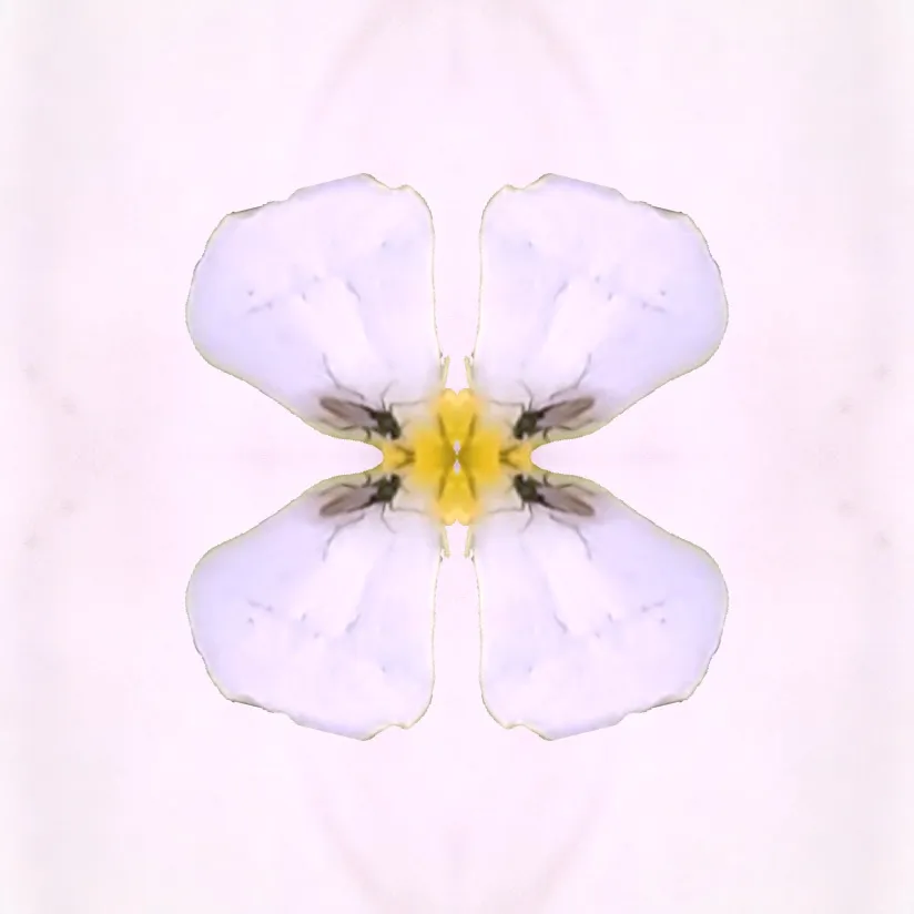 Mirrored Flower Abstract Using Photo Editing