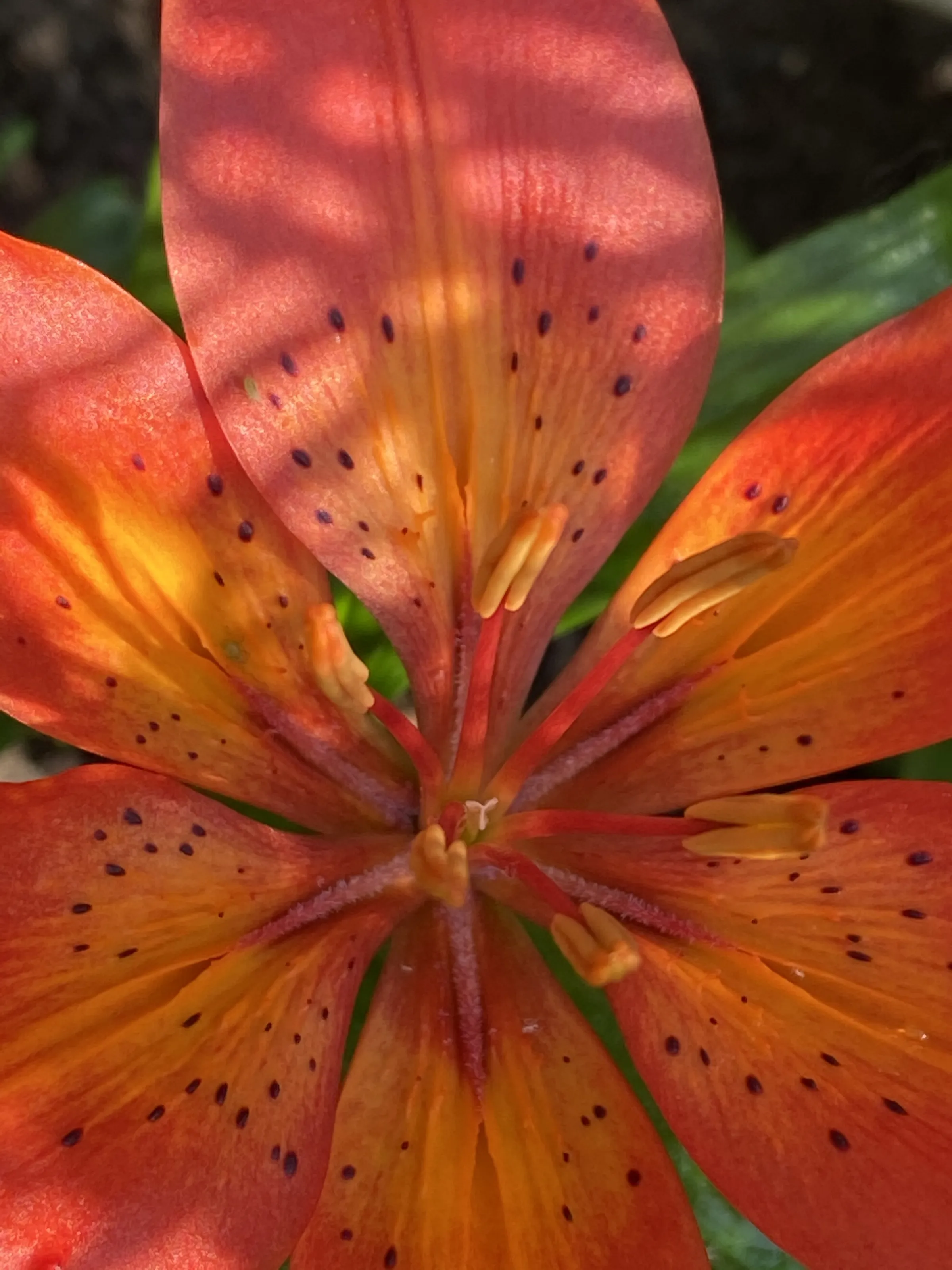 Lillies in colour