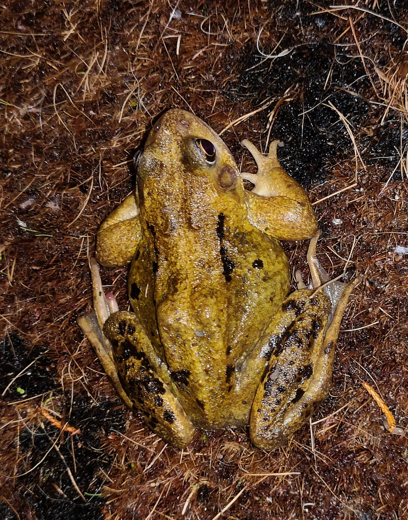 Frogs and Froglets in Colour