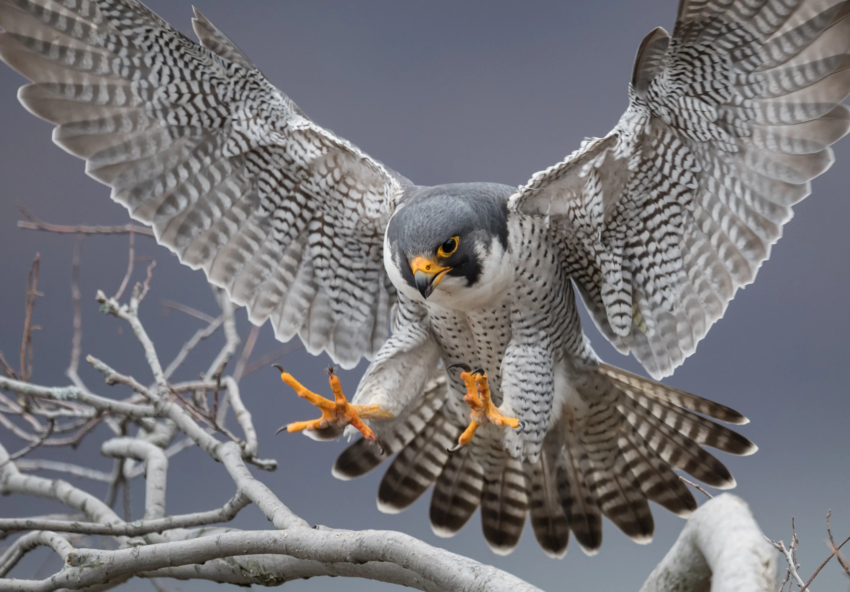 Wild Falcons and Hawks