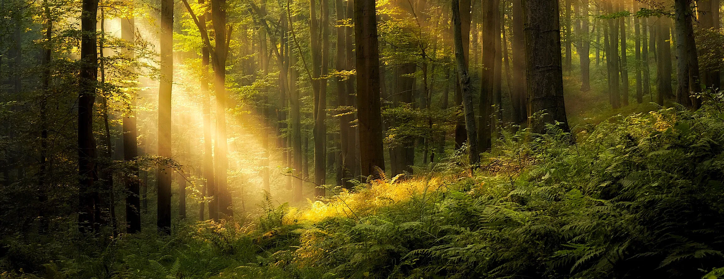 Summer sun