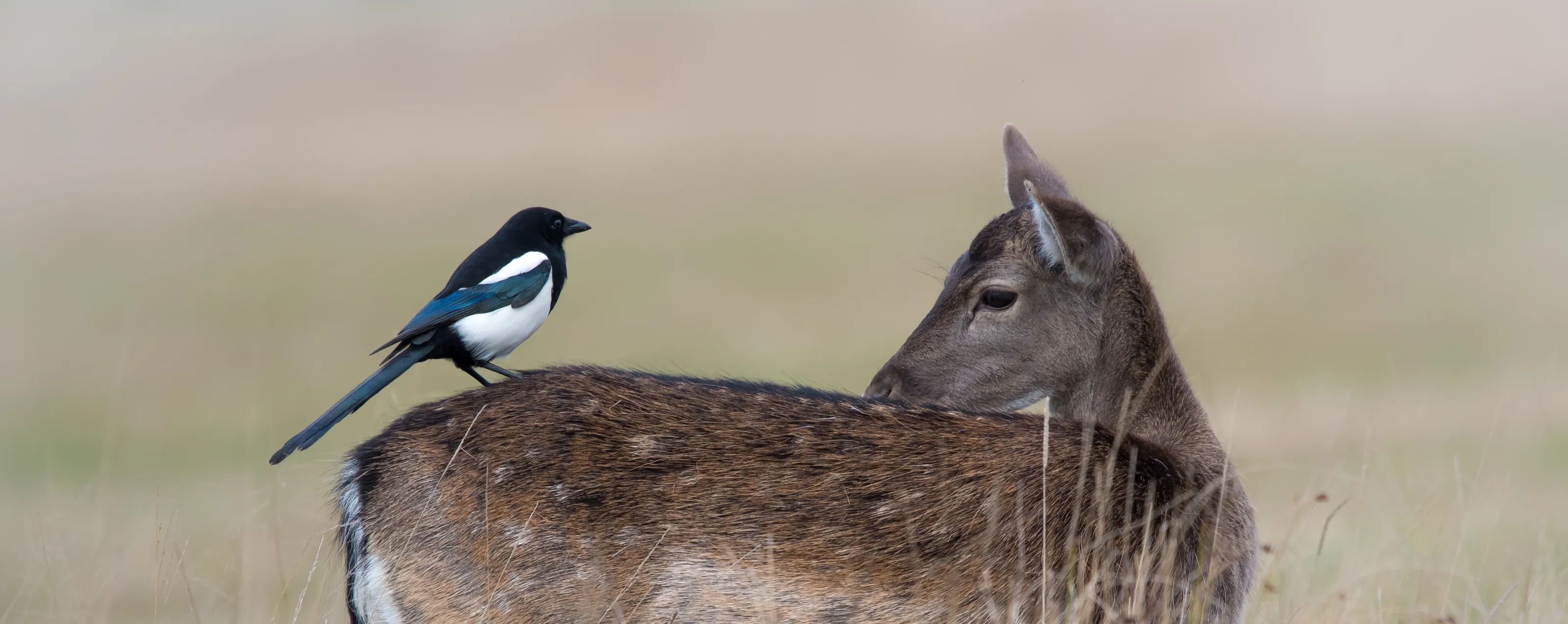 Local wildlife