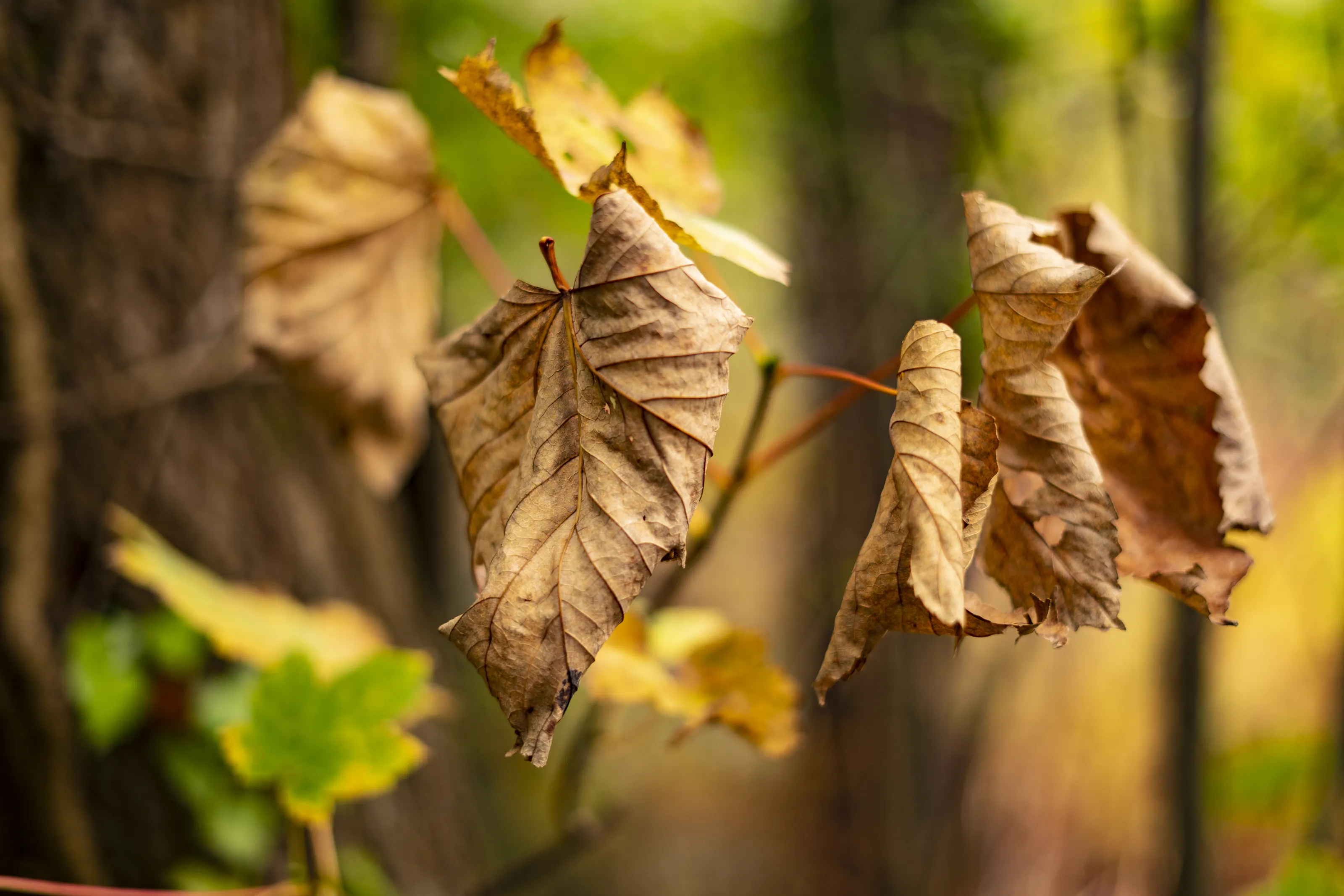 Dead or Decaying Leaves