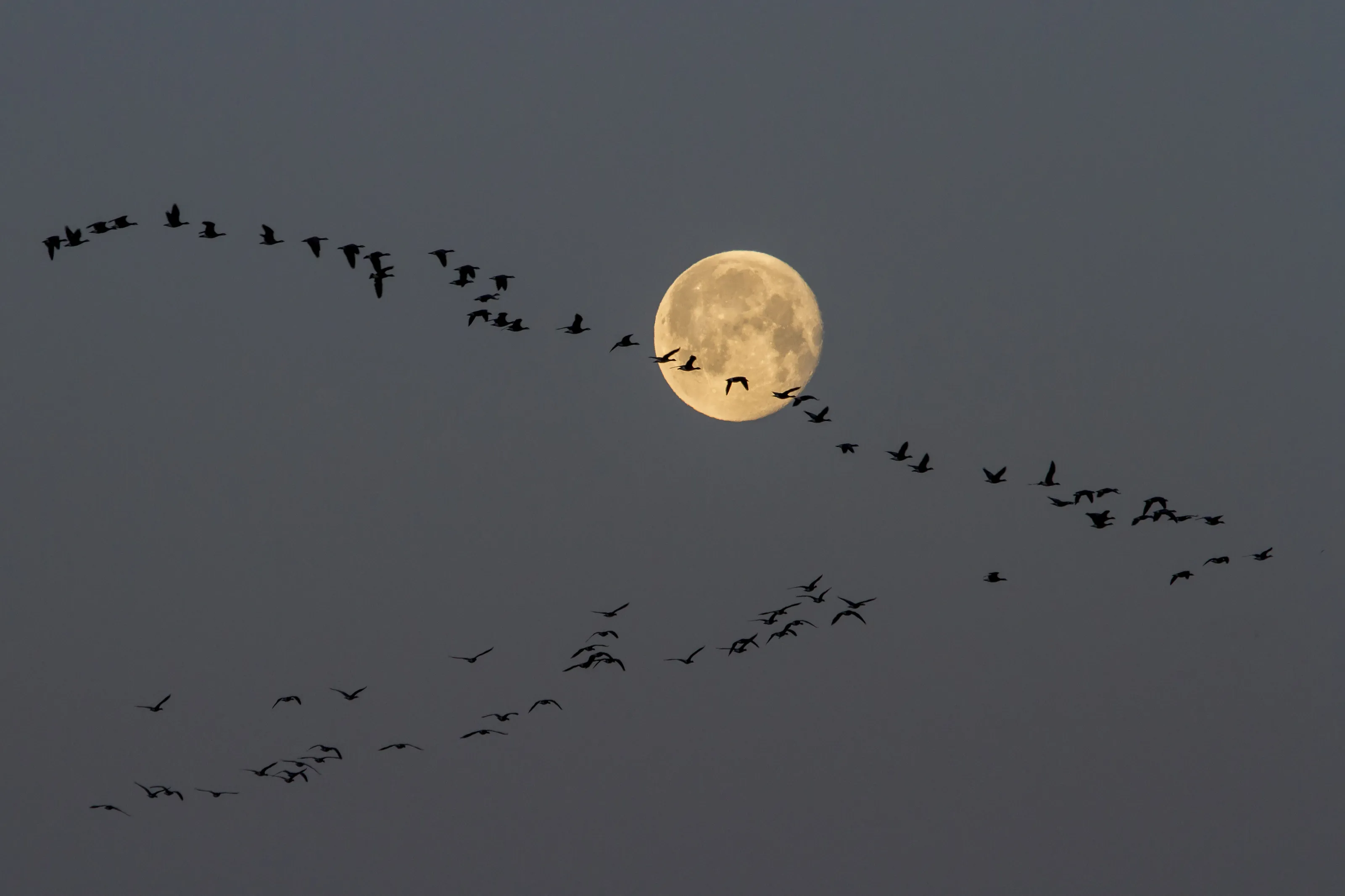Flocks of Birds