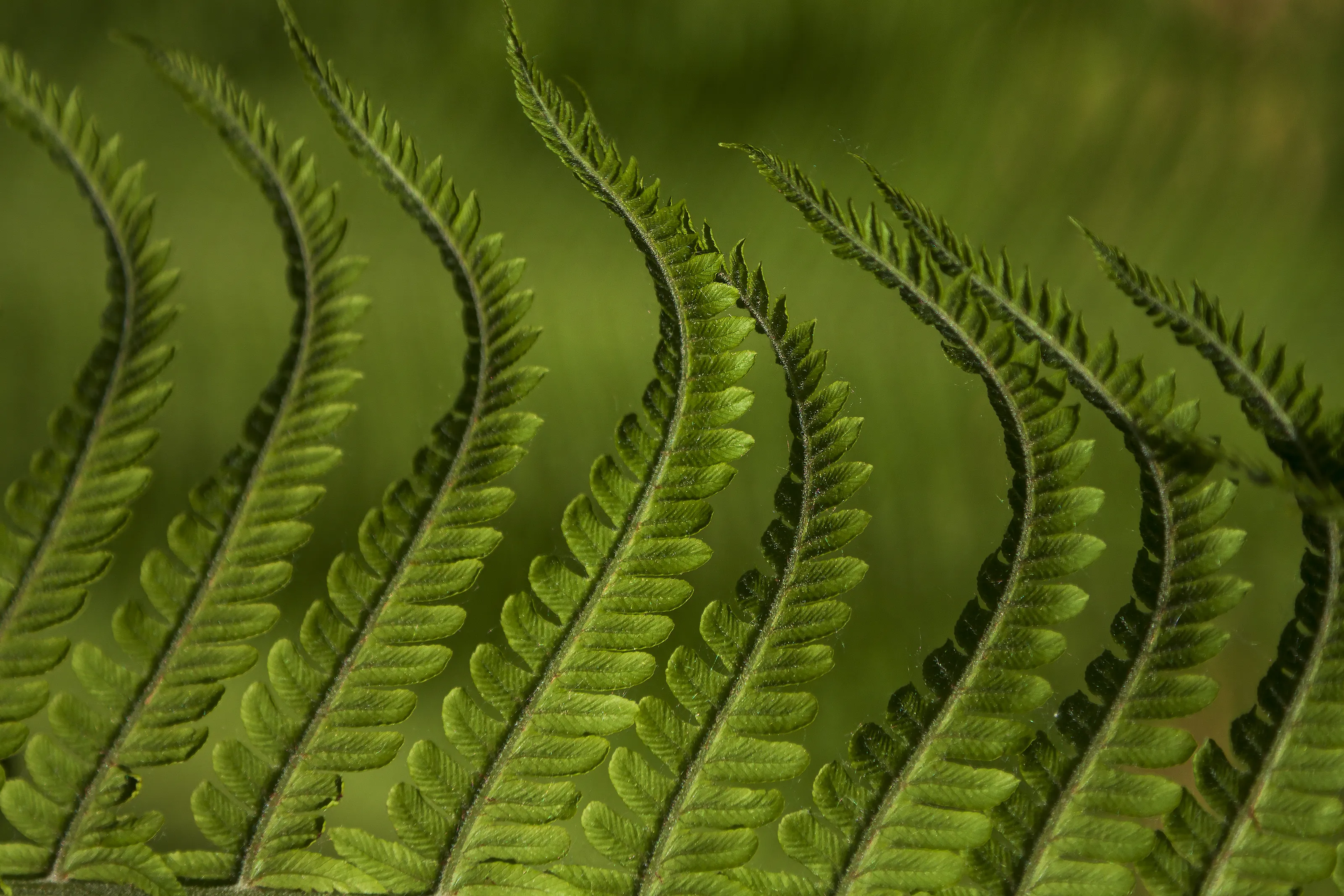 Ferns in Colour