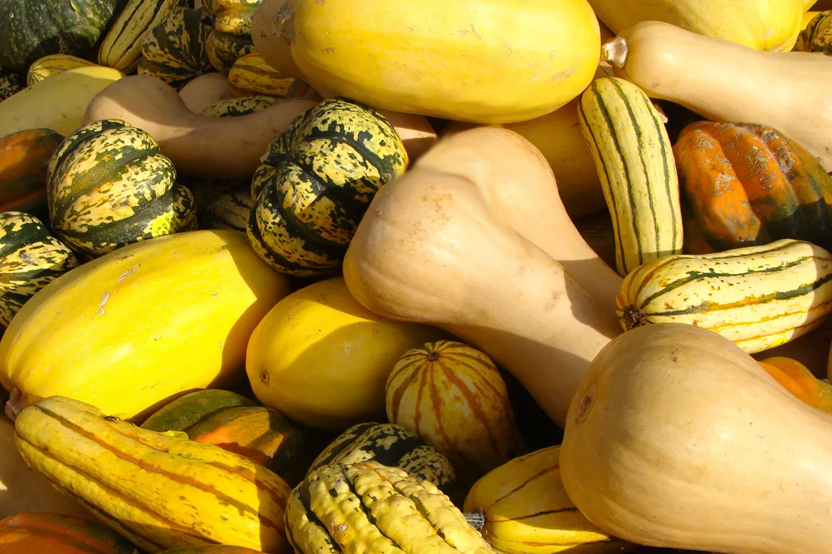 Squash, Gourds and Pumpkins