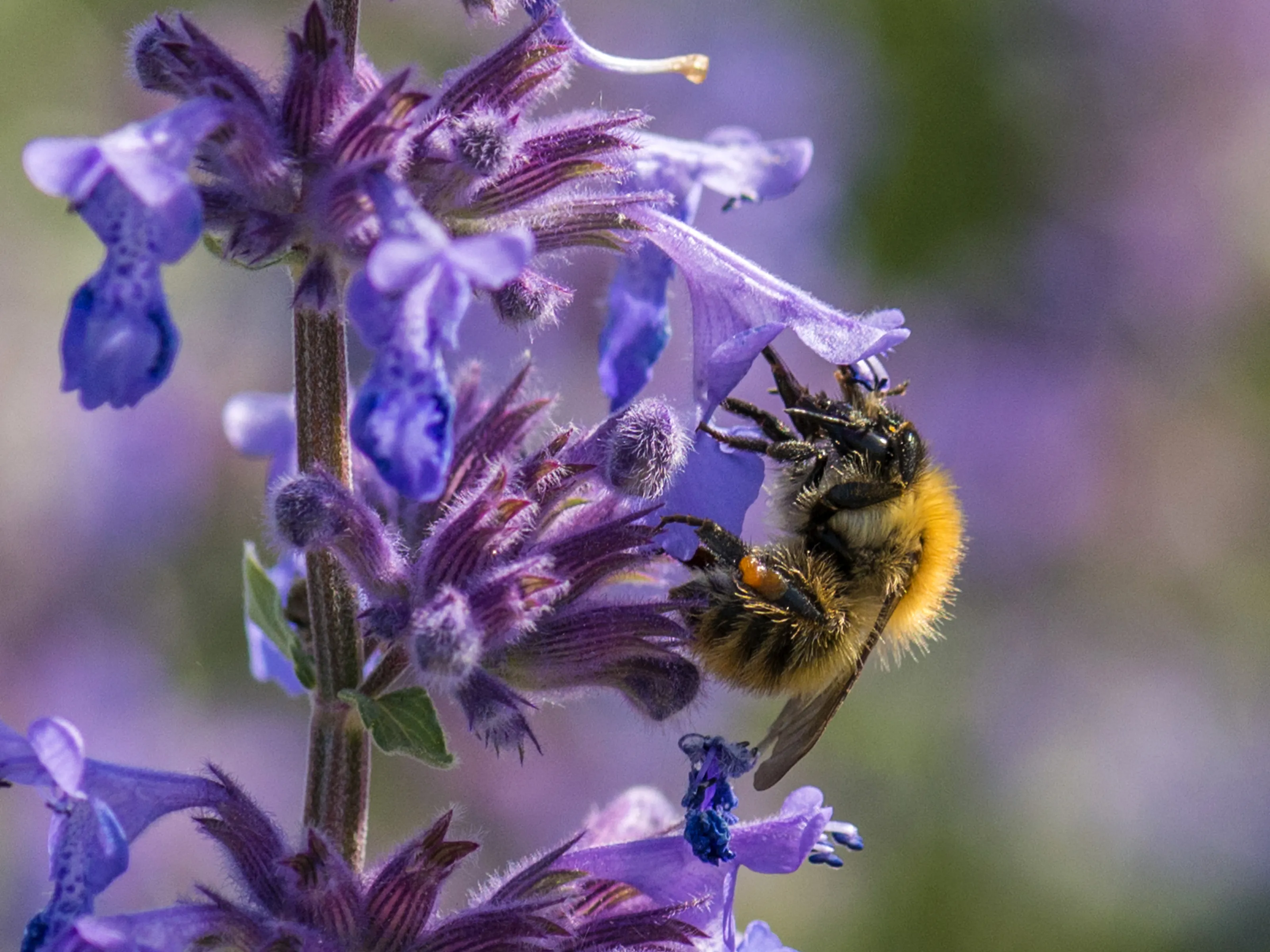 Bumblebees in Close Up or Macro (in colour)