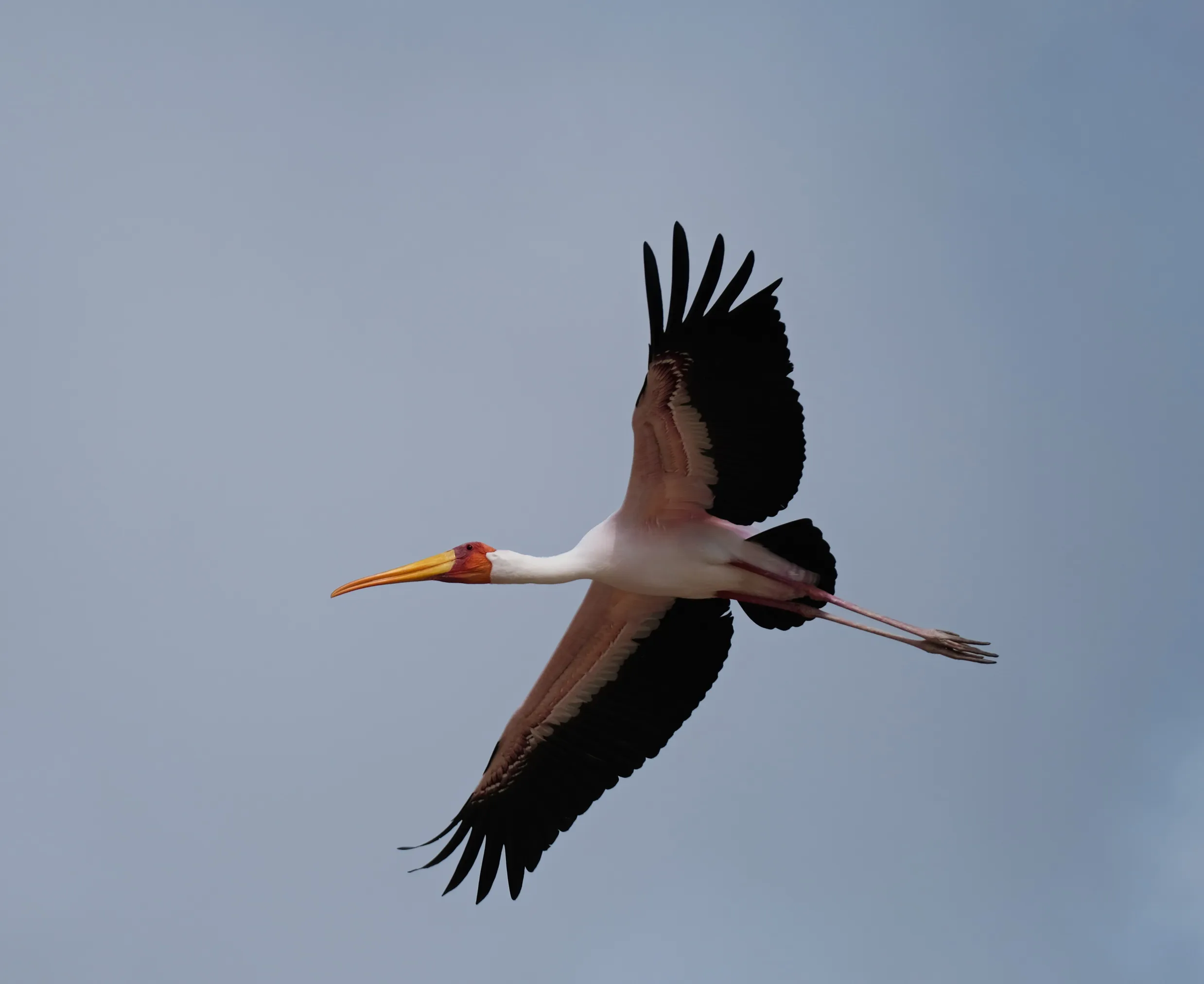 Wild Storks