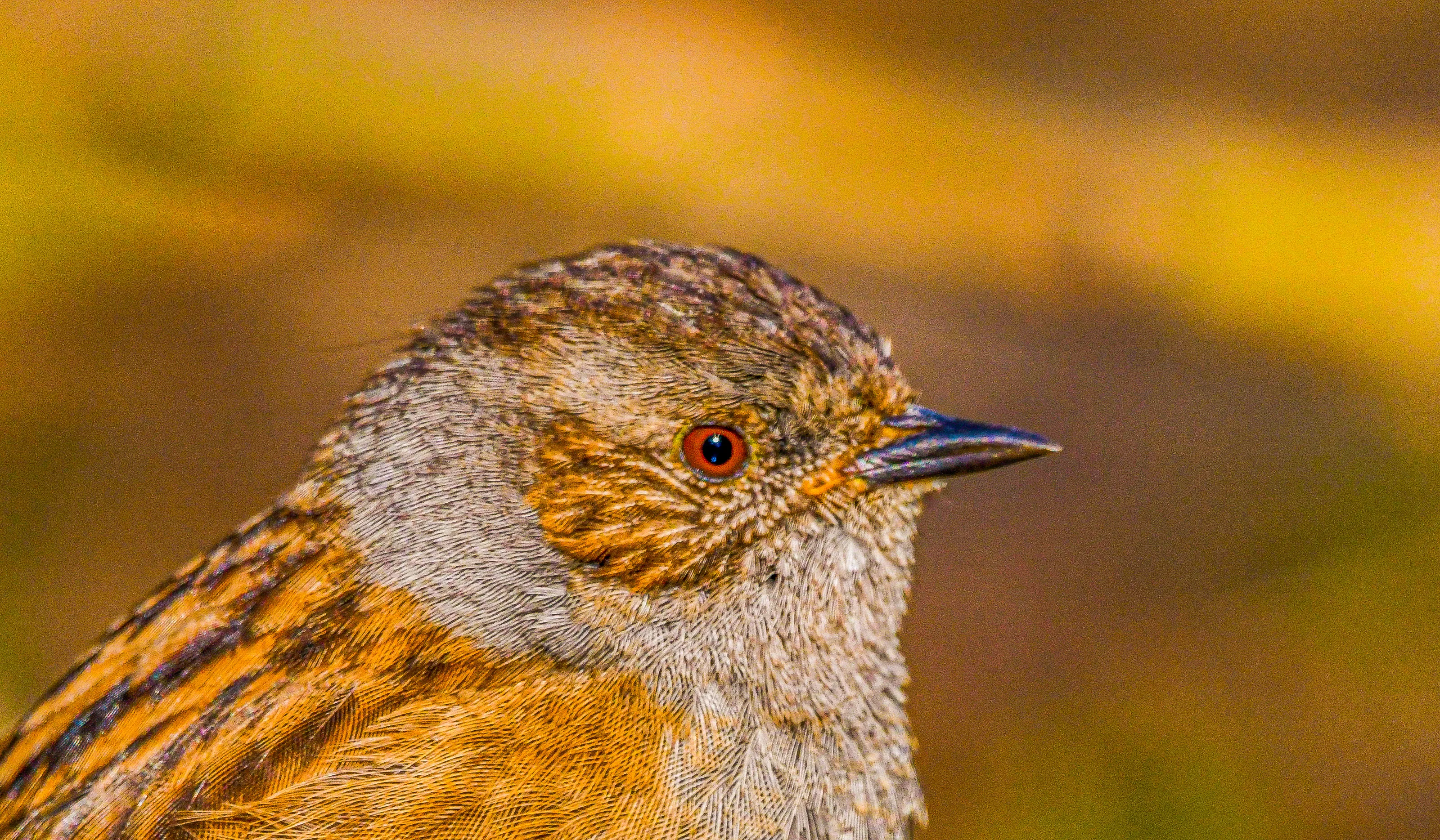 Garden Birds