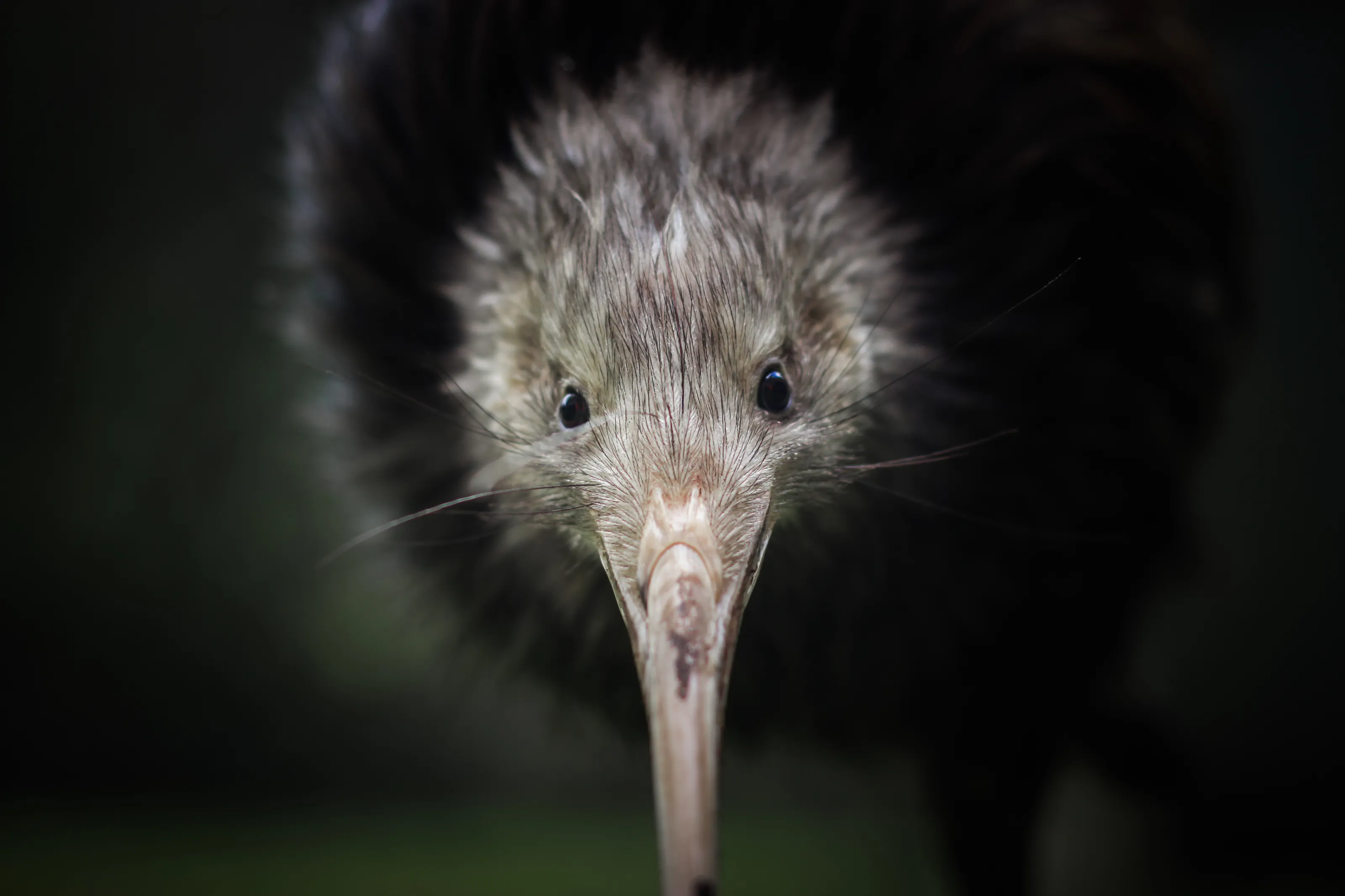 Kiwi Birds