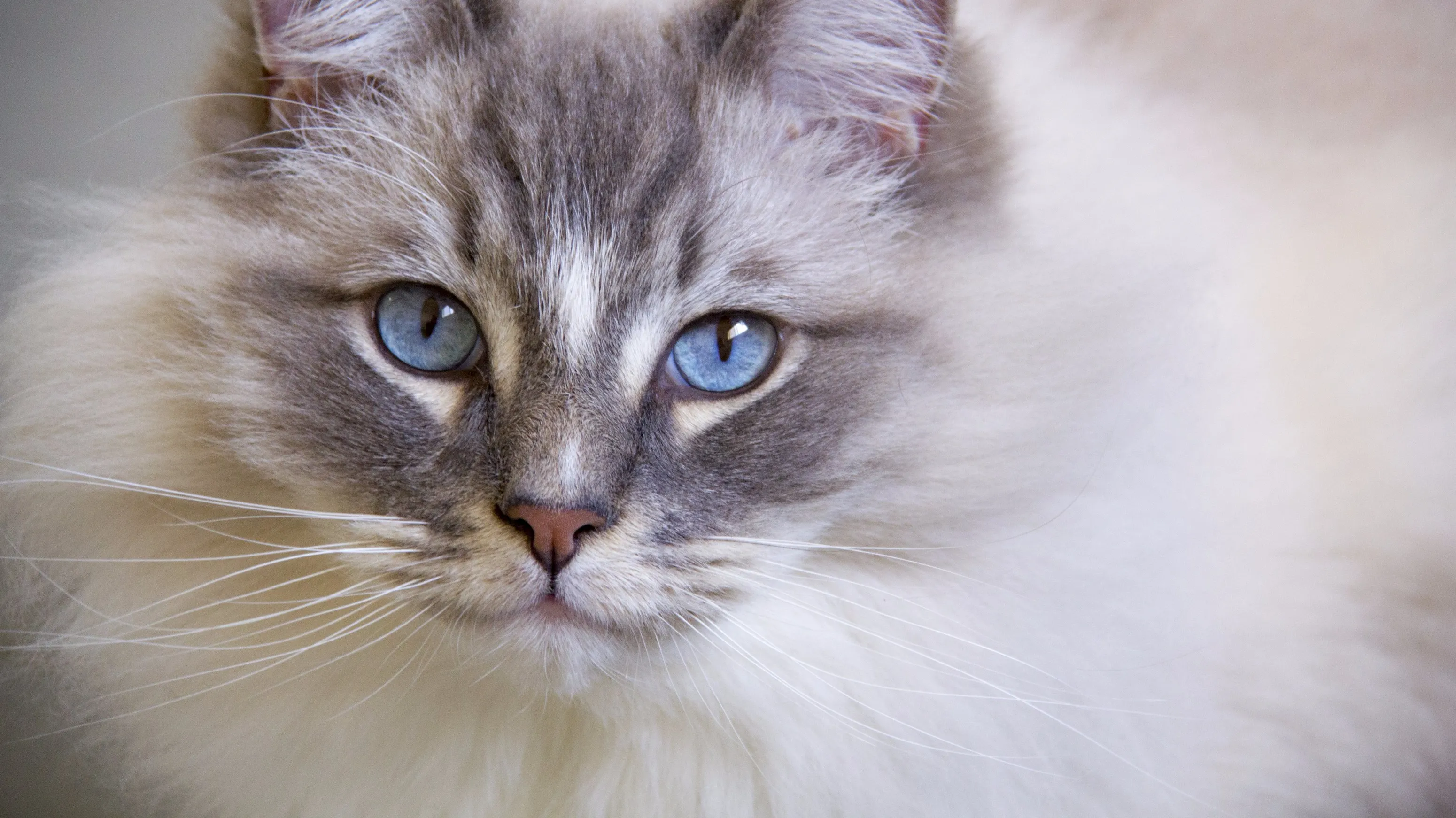 Pet portraits