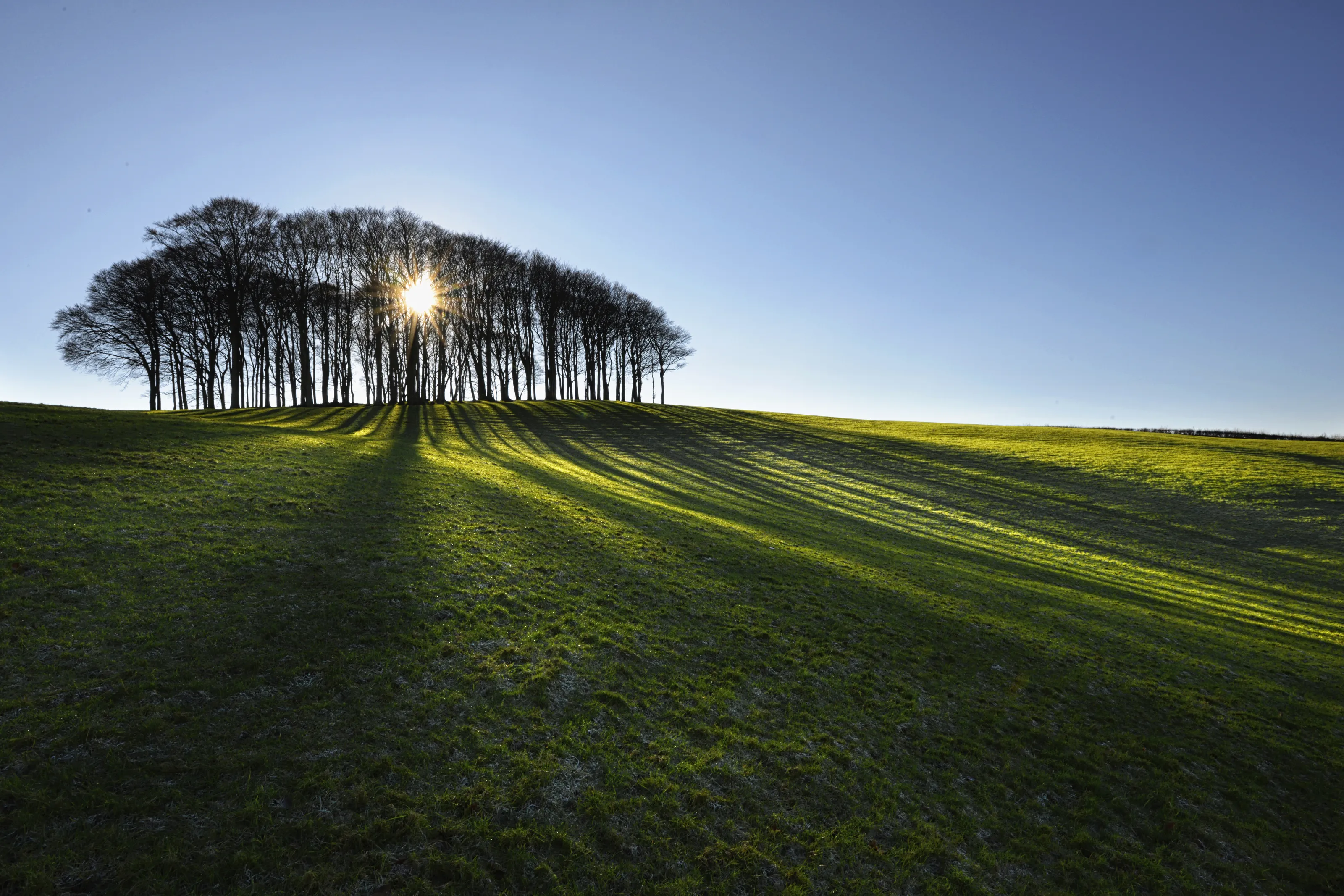 A Copse Of Trees