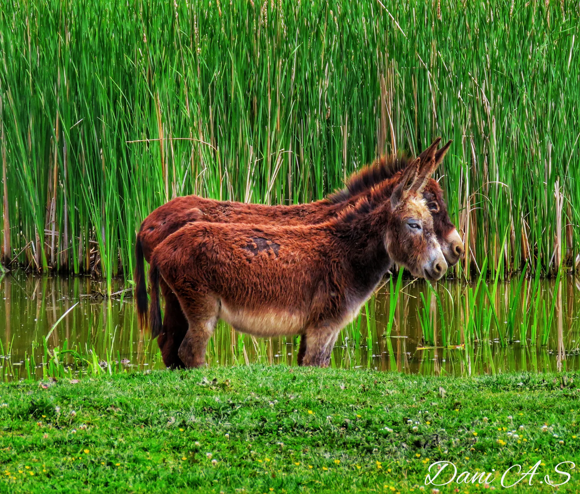 Donkeys